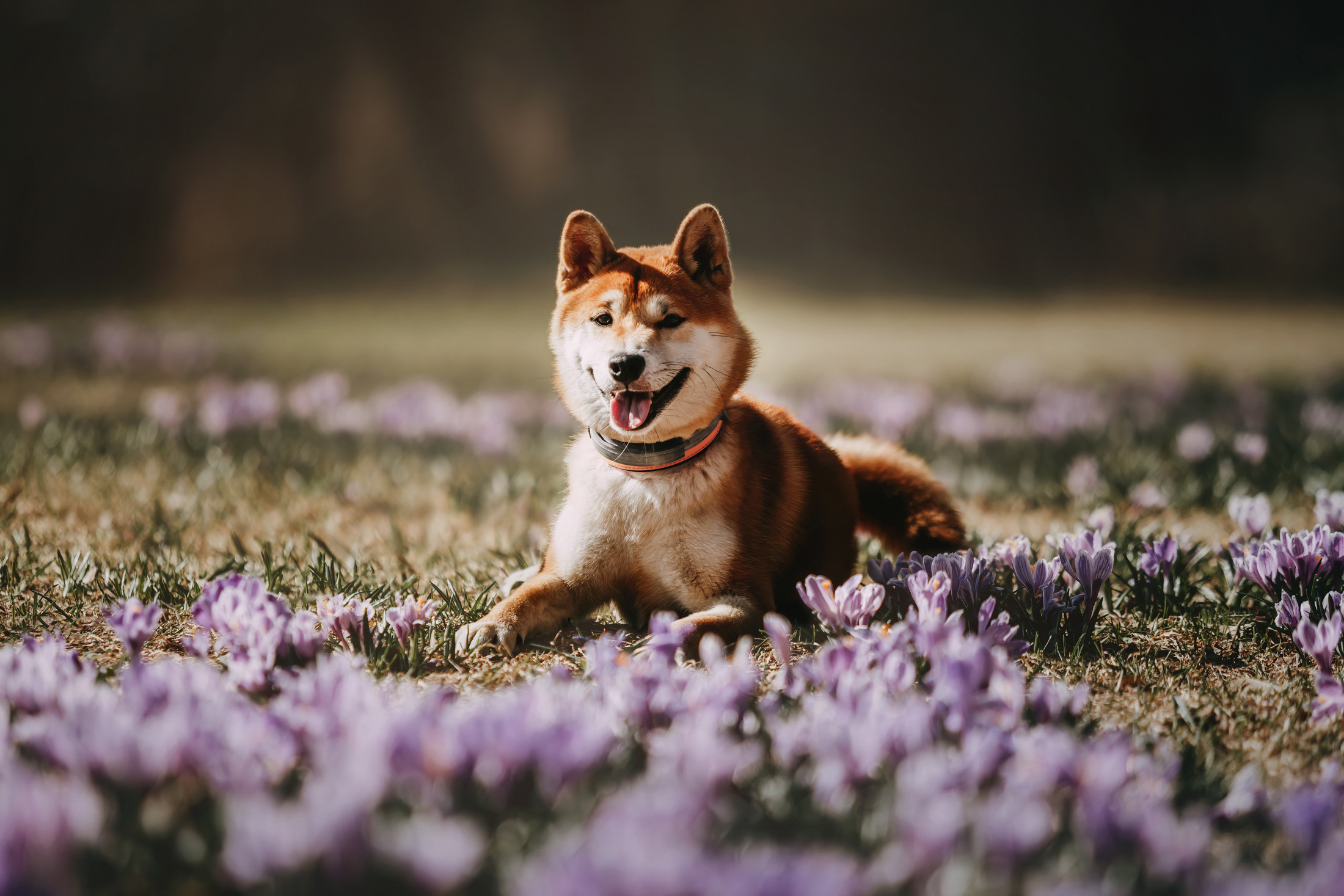 Юля и Юдай. Фотограф-анималист Елена Радченко, Москва