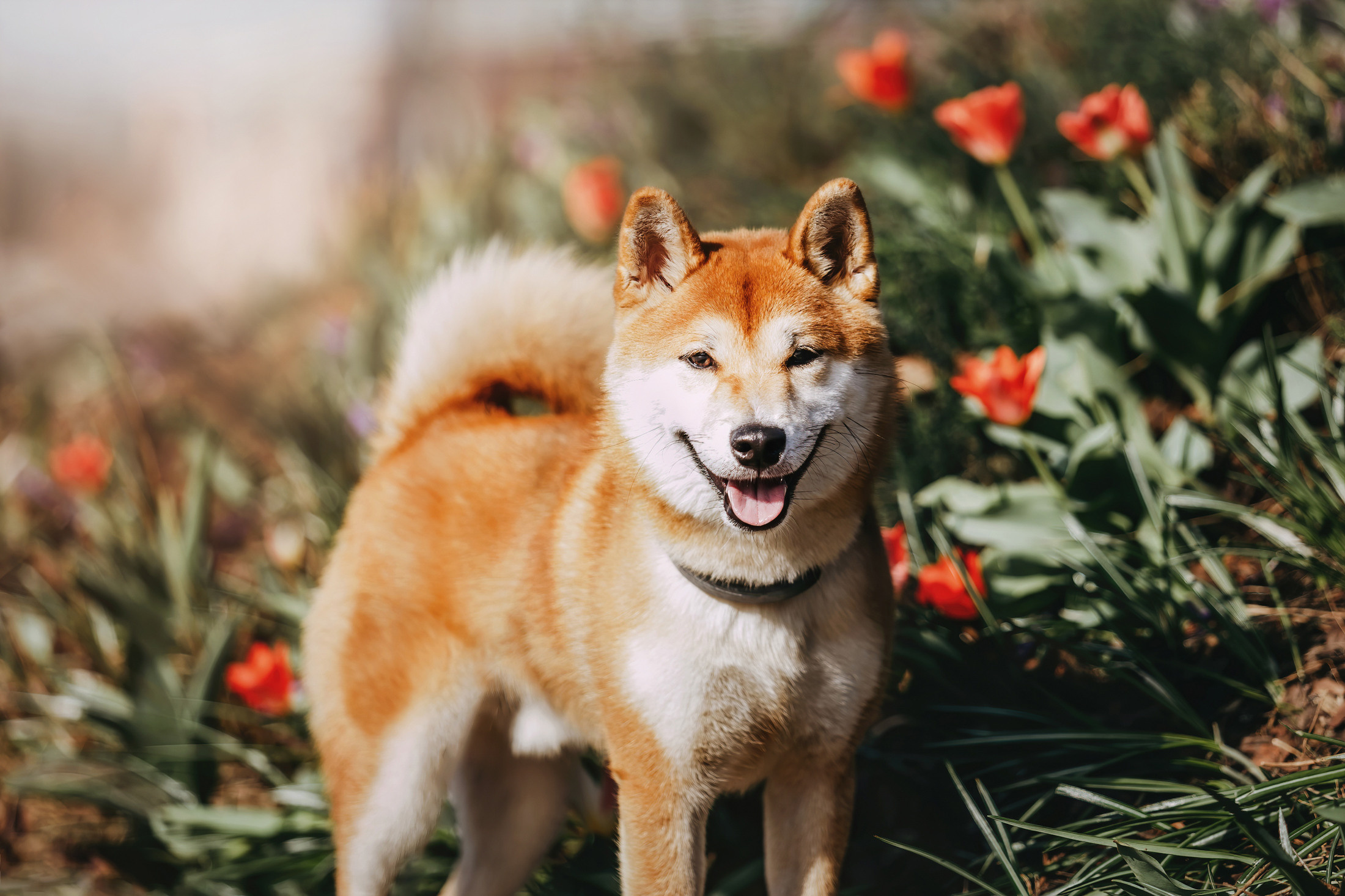 Юля и Юдай. Фотограф-анималист Елена Радченко, Москва