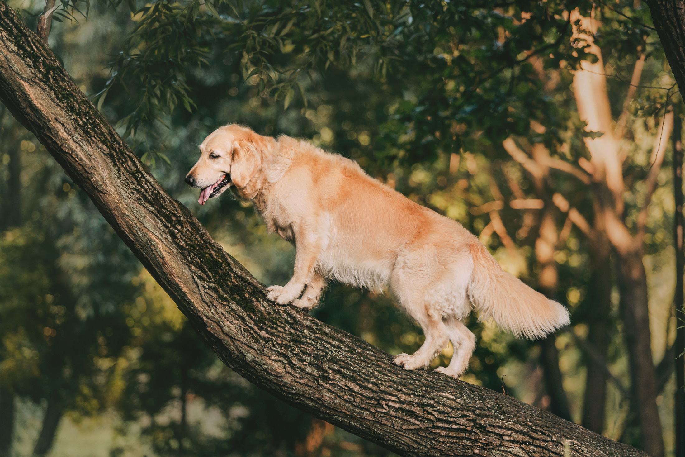 Ира, Бэлла и Альма. Фотограф-анималист Елена Радченко, Москва