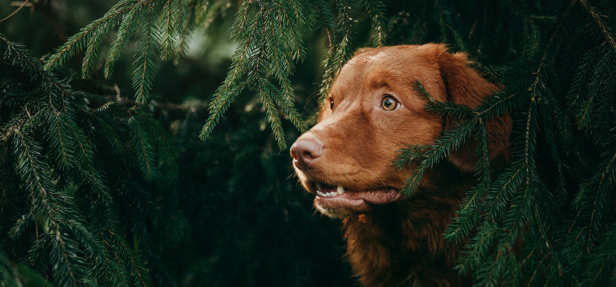 Фотограф-анималист Елена Радченко, Москва