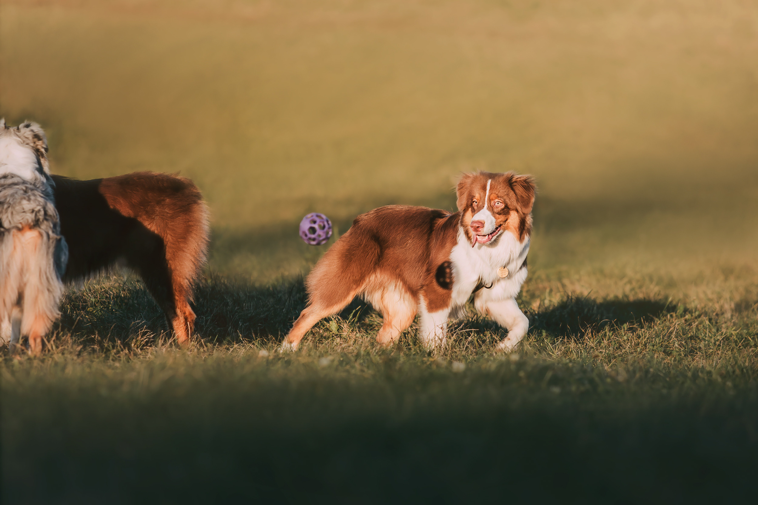 Аусси встреча. Фотограф-анималист Елена Радченко, Москва