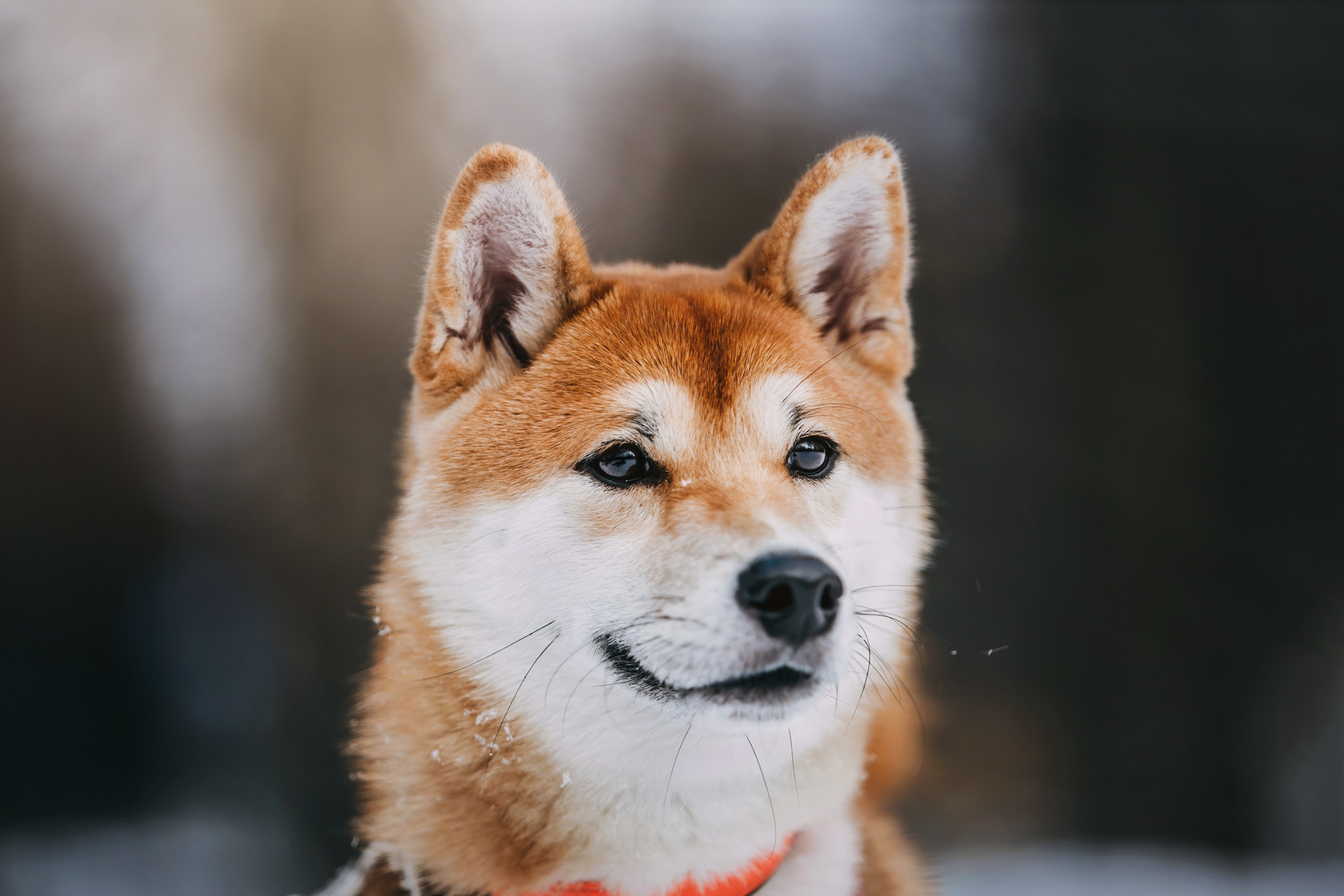 Юдай. Фотограф-анималист Елена Радченко, Москва
