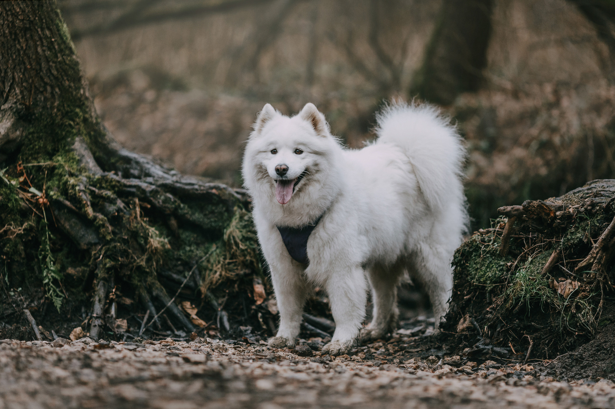 Маша и Уна. Фотограф-анималист Елена Радченко, Москва