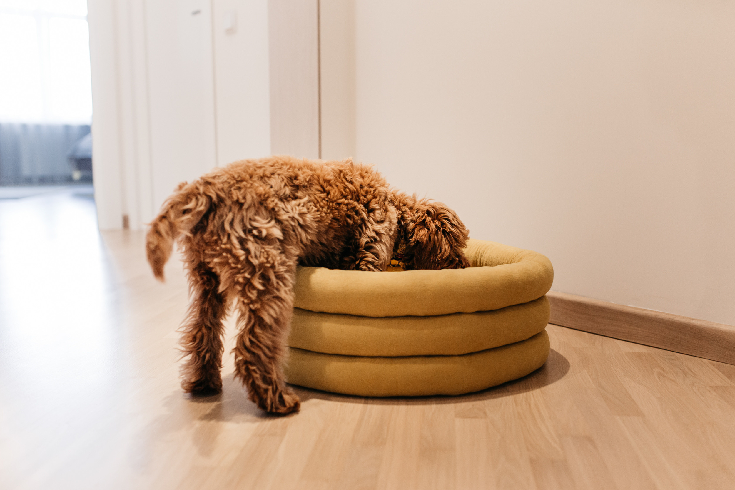 Магазин Bumbaboo. Фотограф-анималист Елена Радченко, Москва