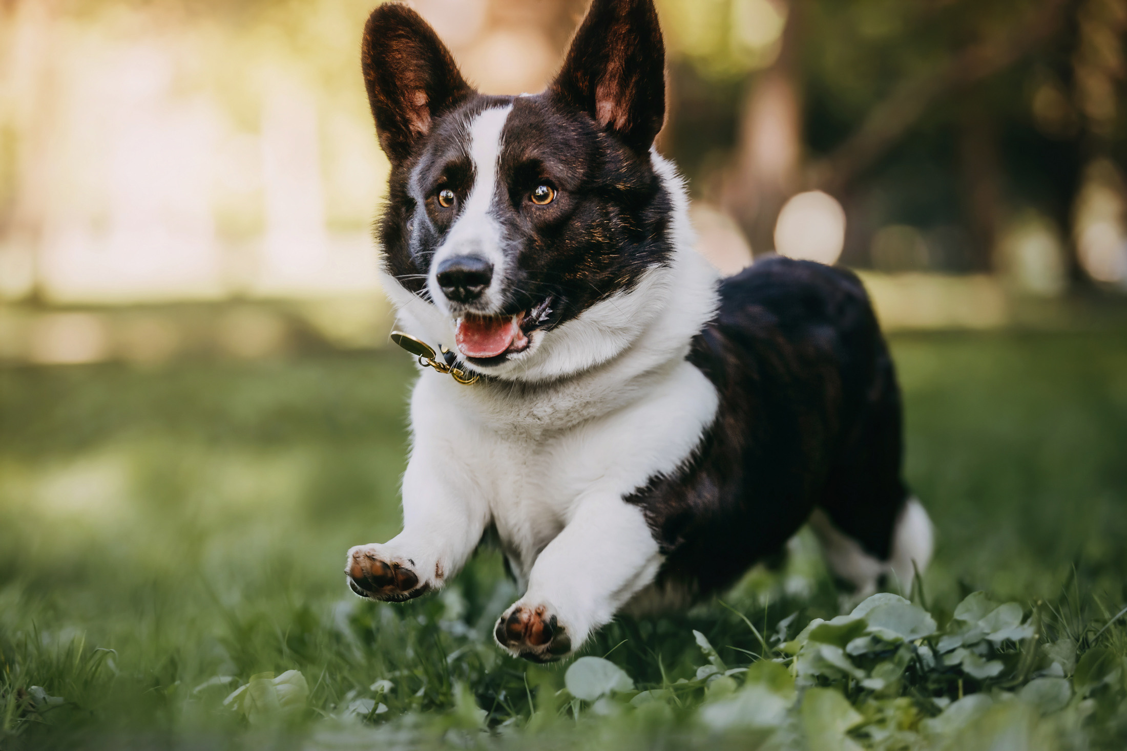 Винсент. Фотограф-анималист Елена Радченко, Москва