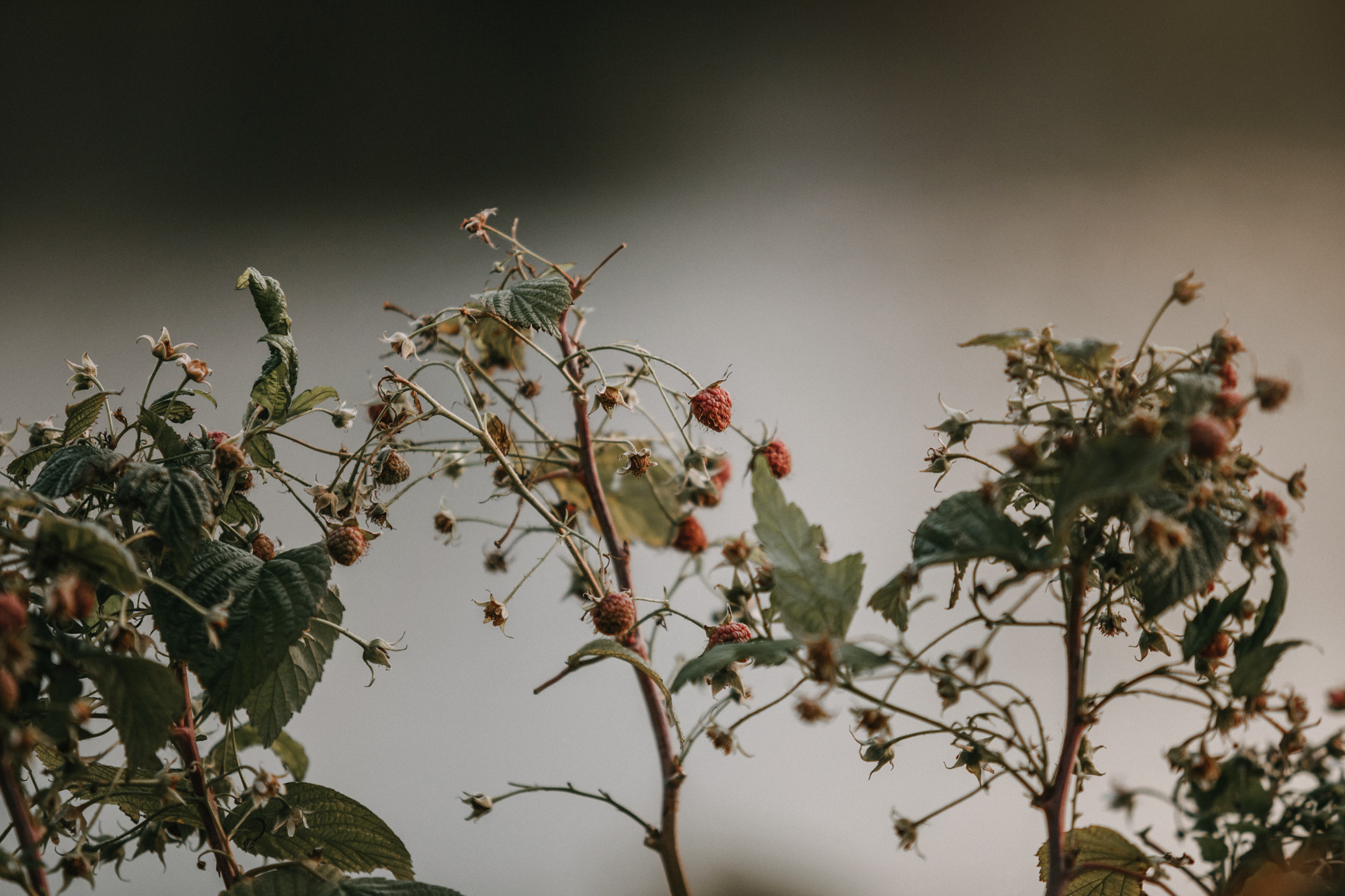 Асаль и Черри. Фотограф-анималист Елена Радченко, Москва