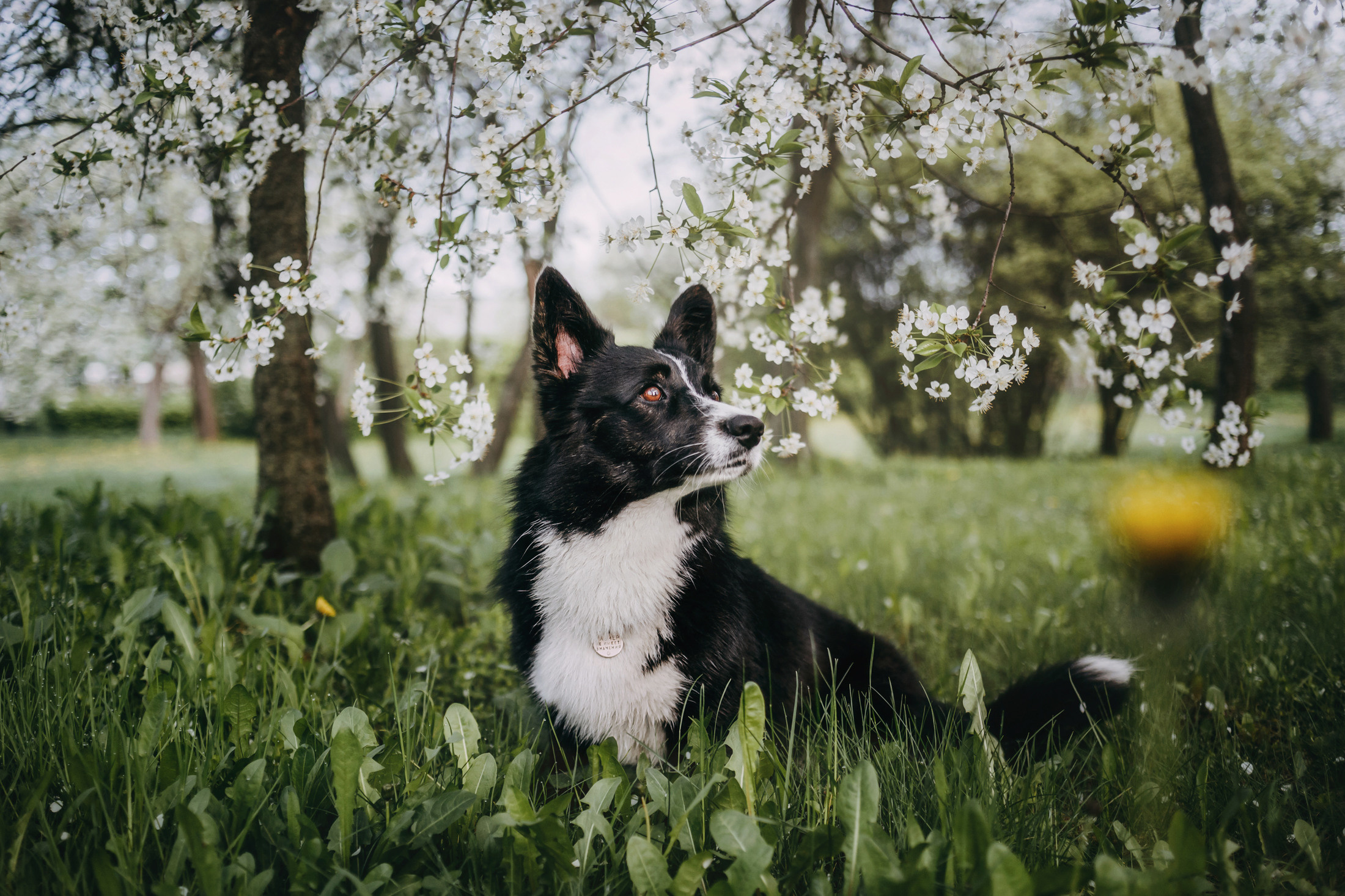 Андрей, Надя и Тара. Фотограф-анималист Елена Радченко, Москва