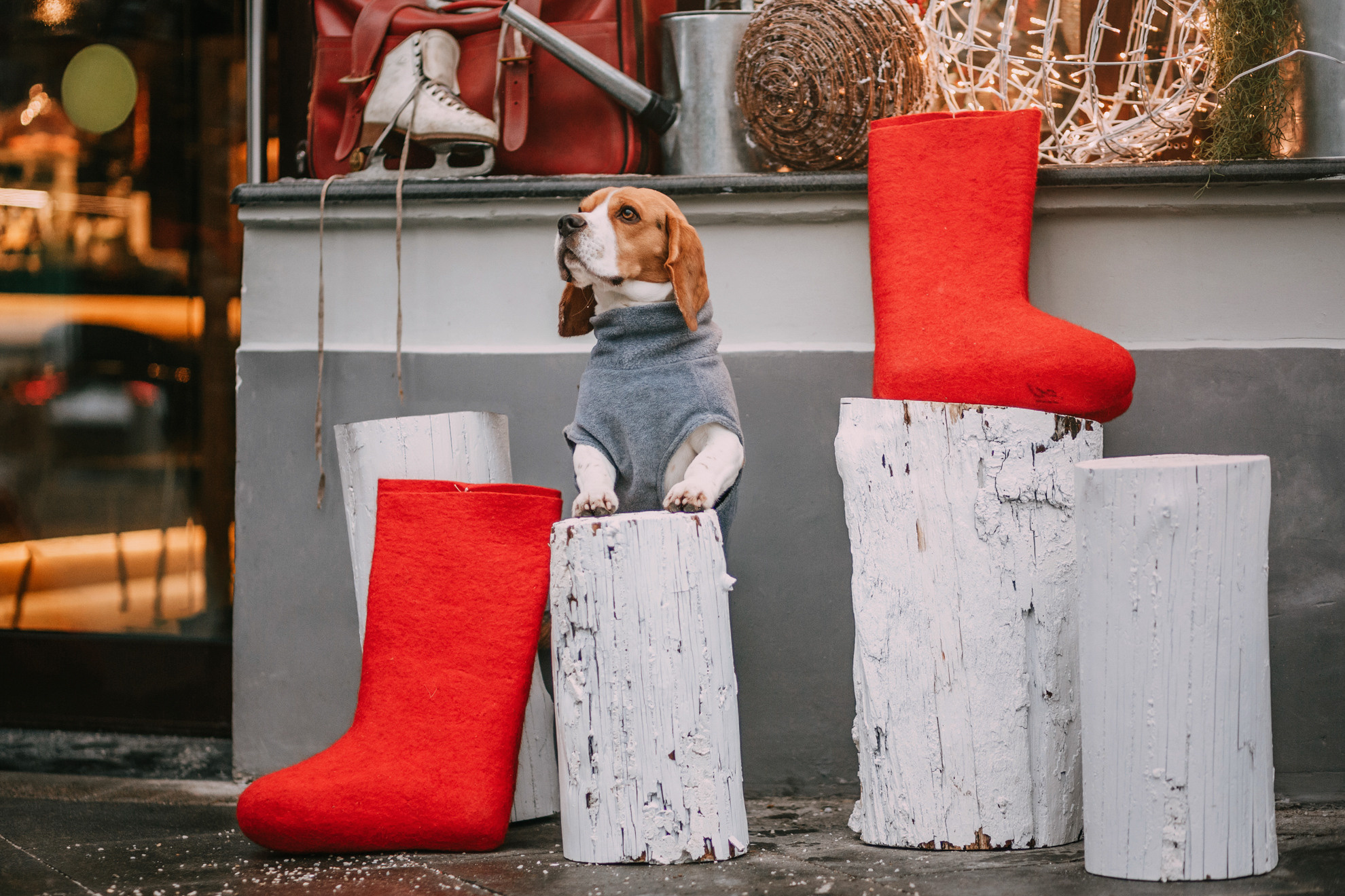 Марина и Дэй. Фотограф-анималист Елена Радченко, Москва