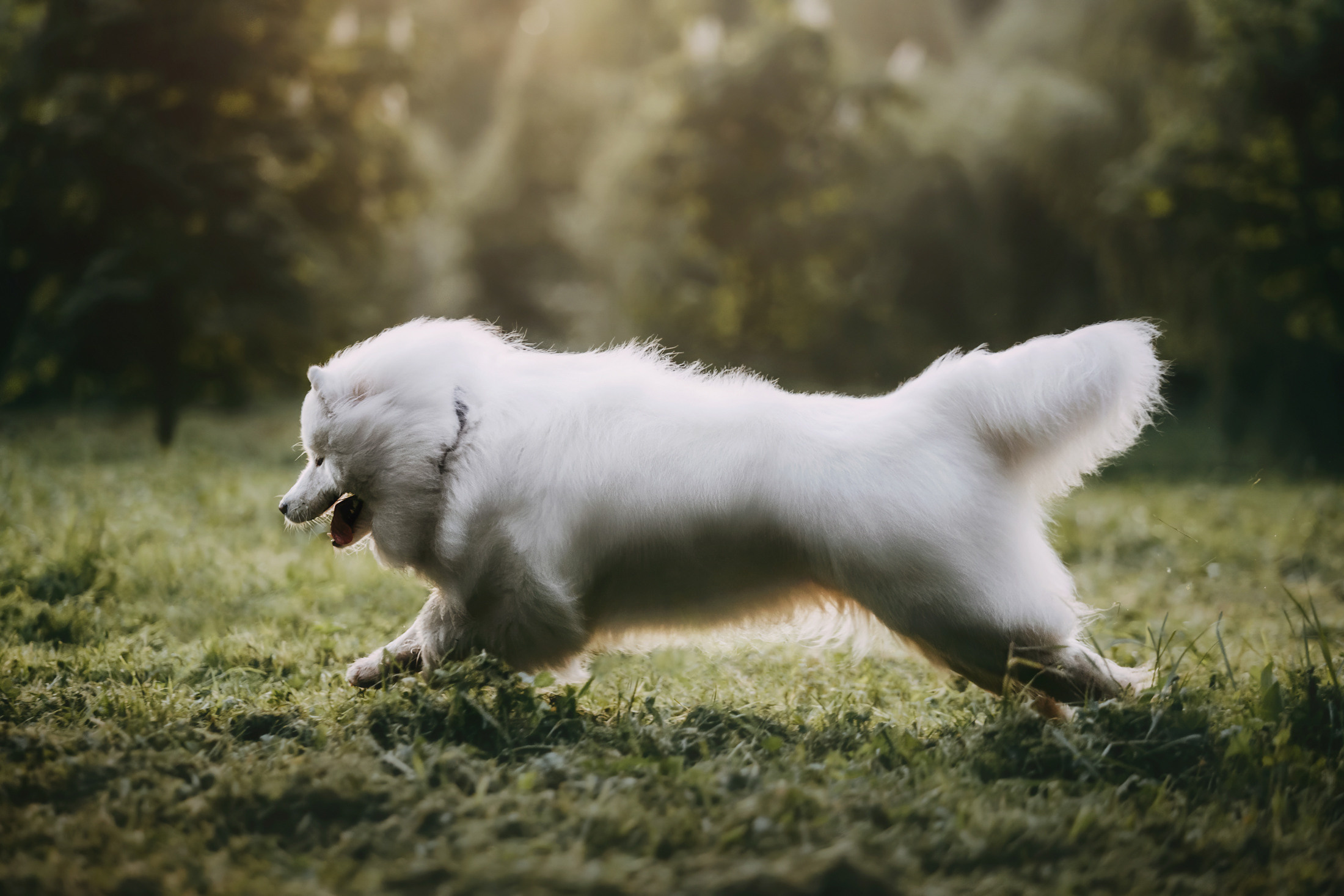 Эффи. Фотограф-анималист Елена Радченко, Москва