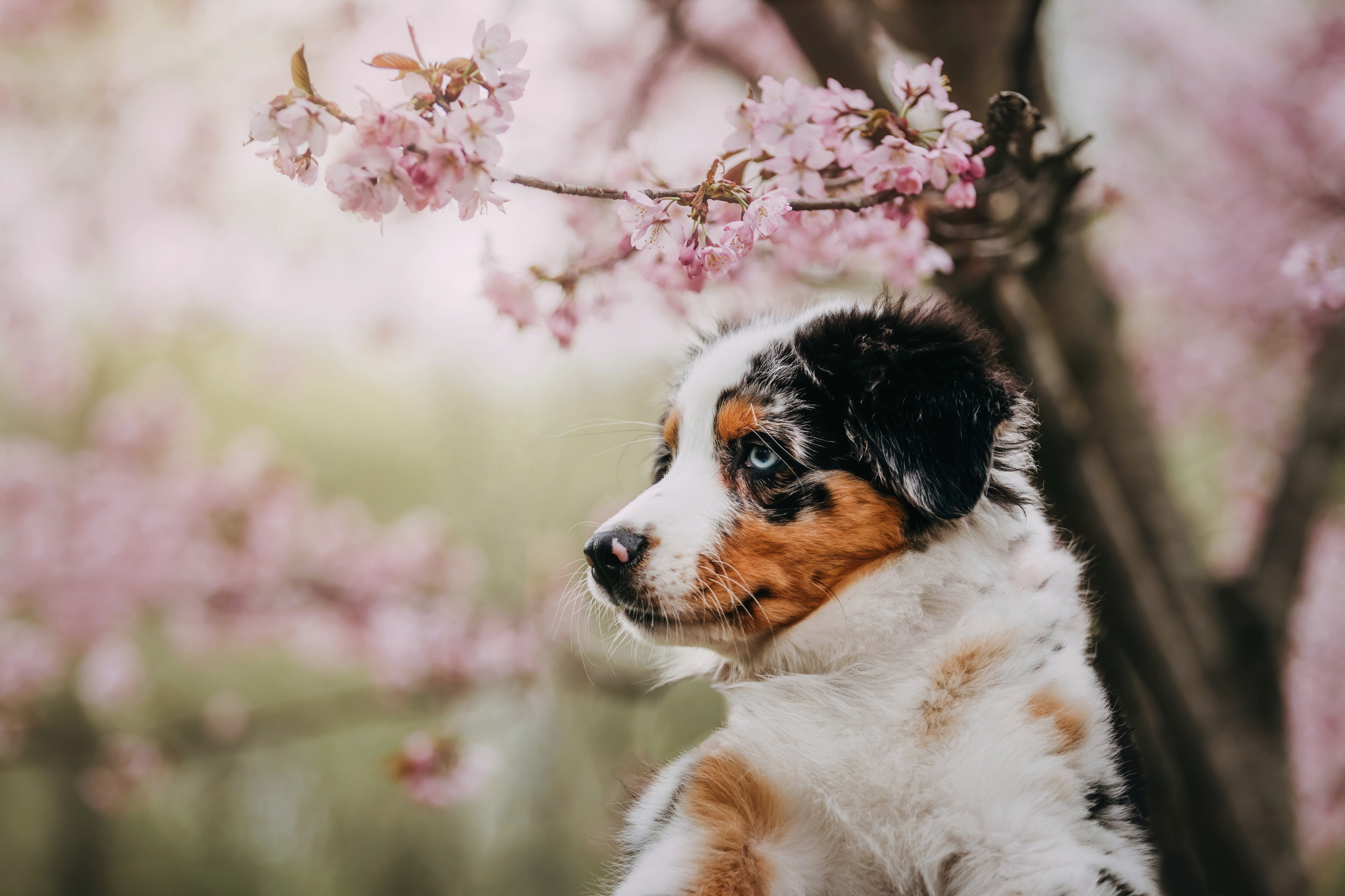 Цири. Фотограф-анималист Елена Радченко, Москва