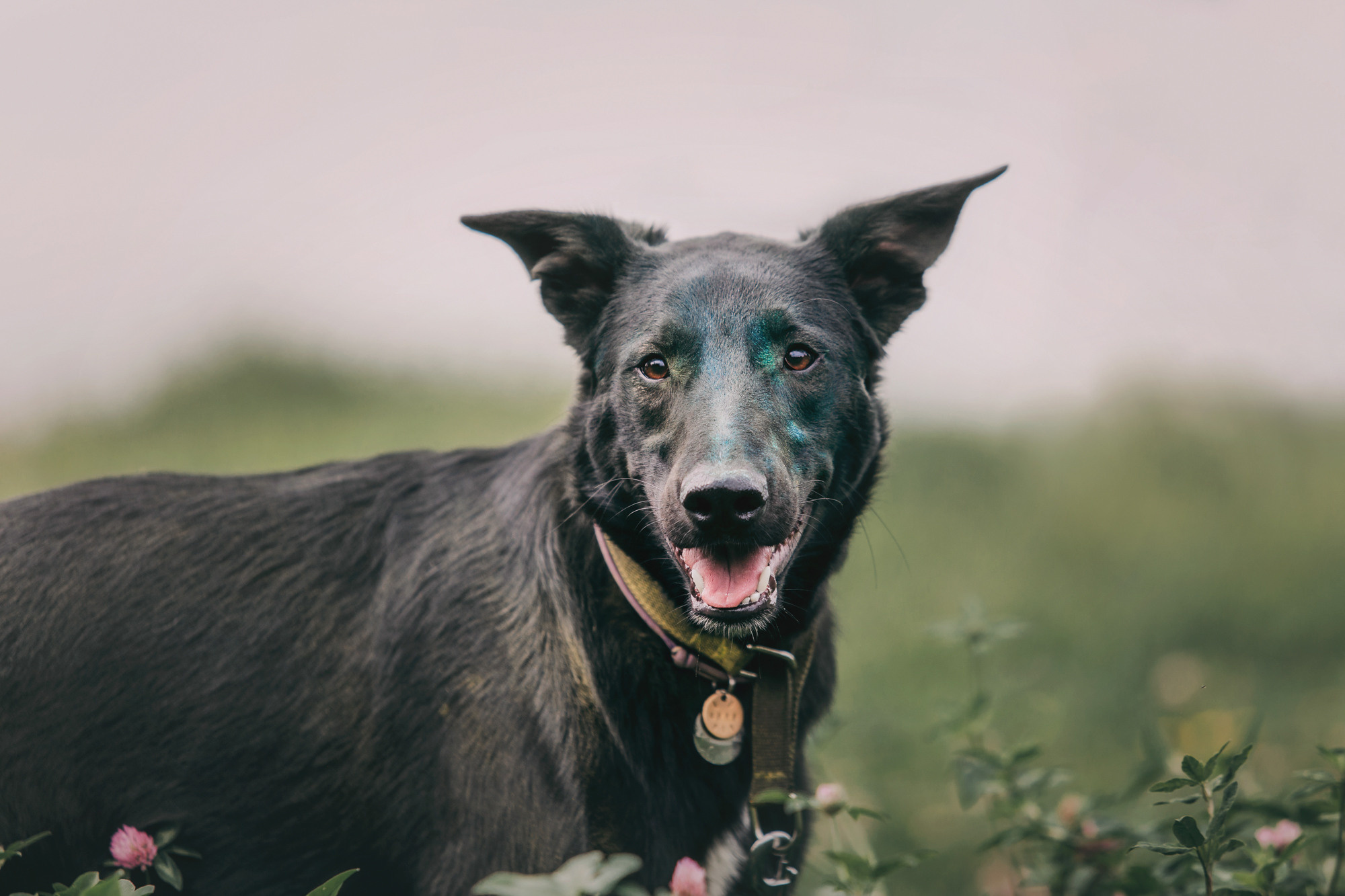 Чили. Фотограф-анималист Елена Радченко, Москва