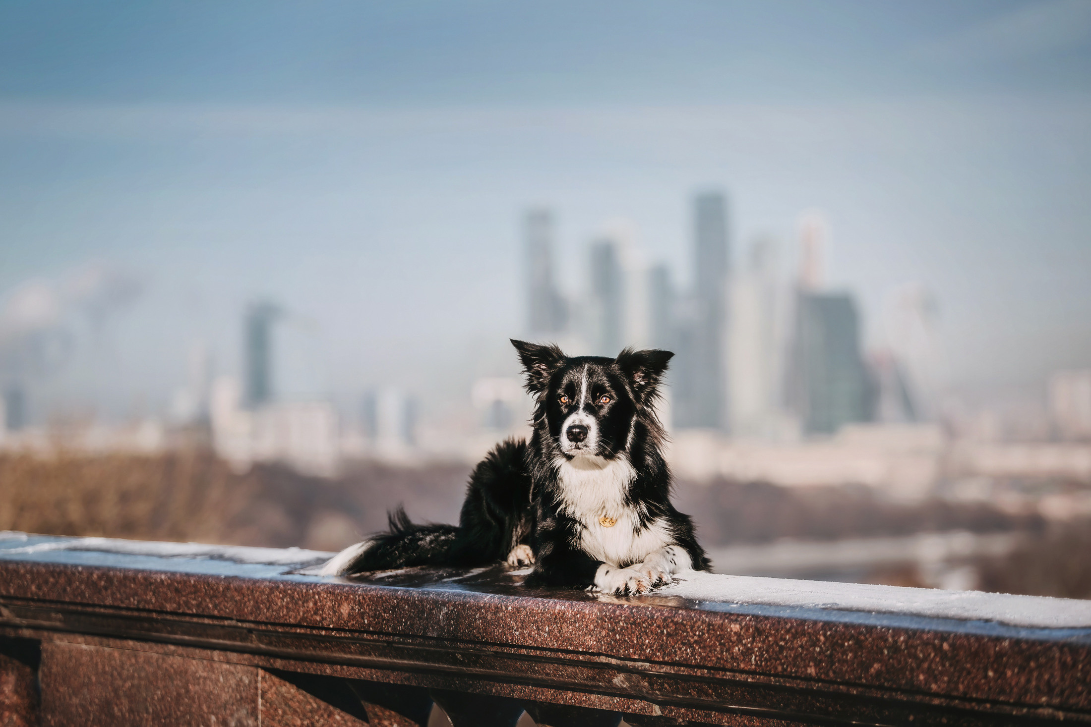 Юля и Маккензи. Фотограф-анималист Елена Радченко, Москва