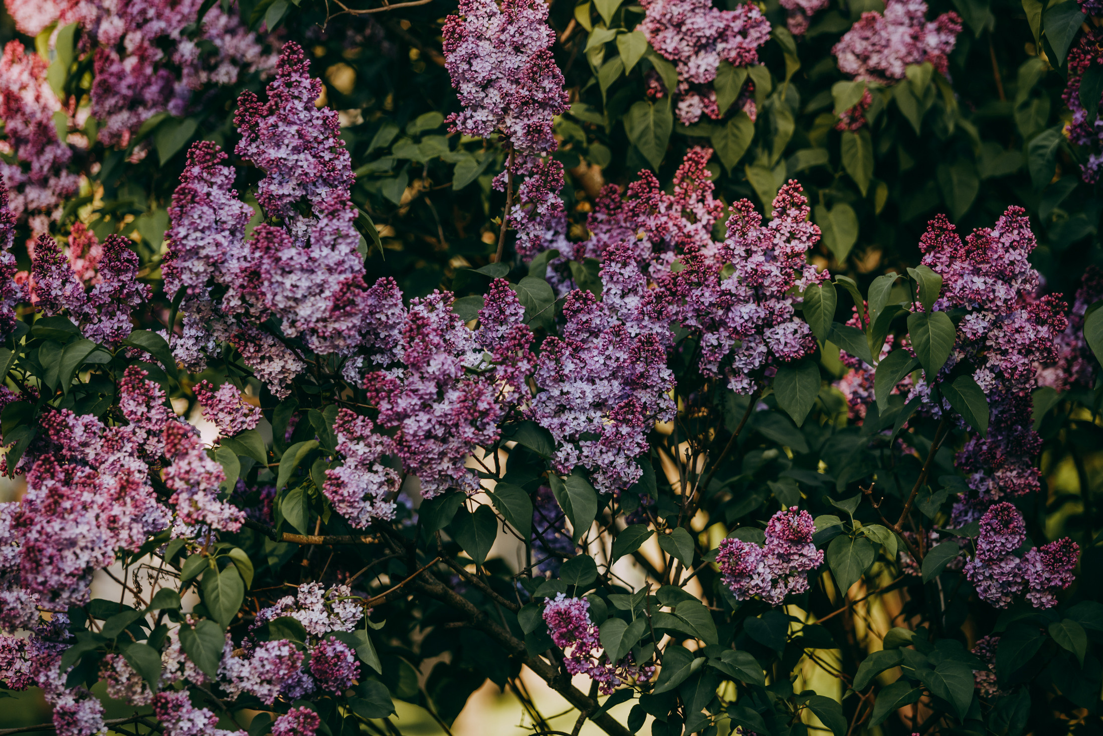 Аня и Винни. Фотограф-анималист Елена Радченко, Москва