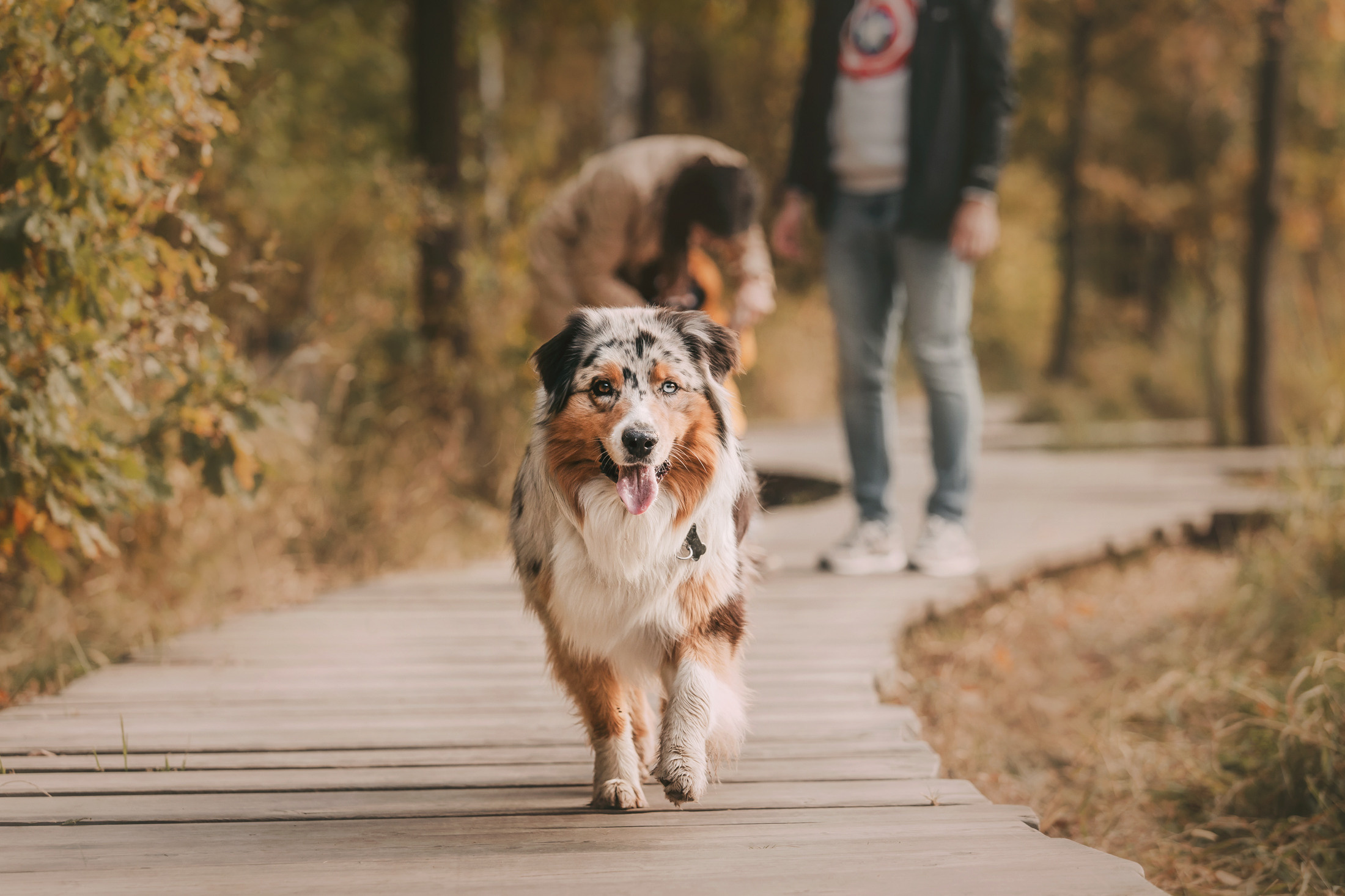 Руби и семья. Фотограф-анималист Елена Радченко, Москва