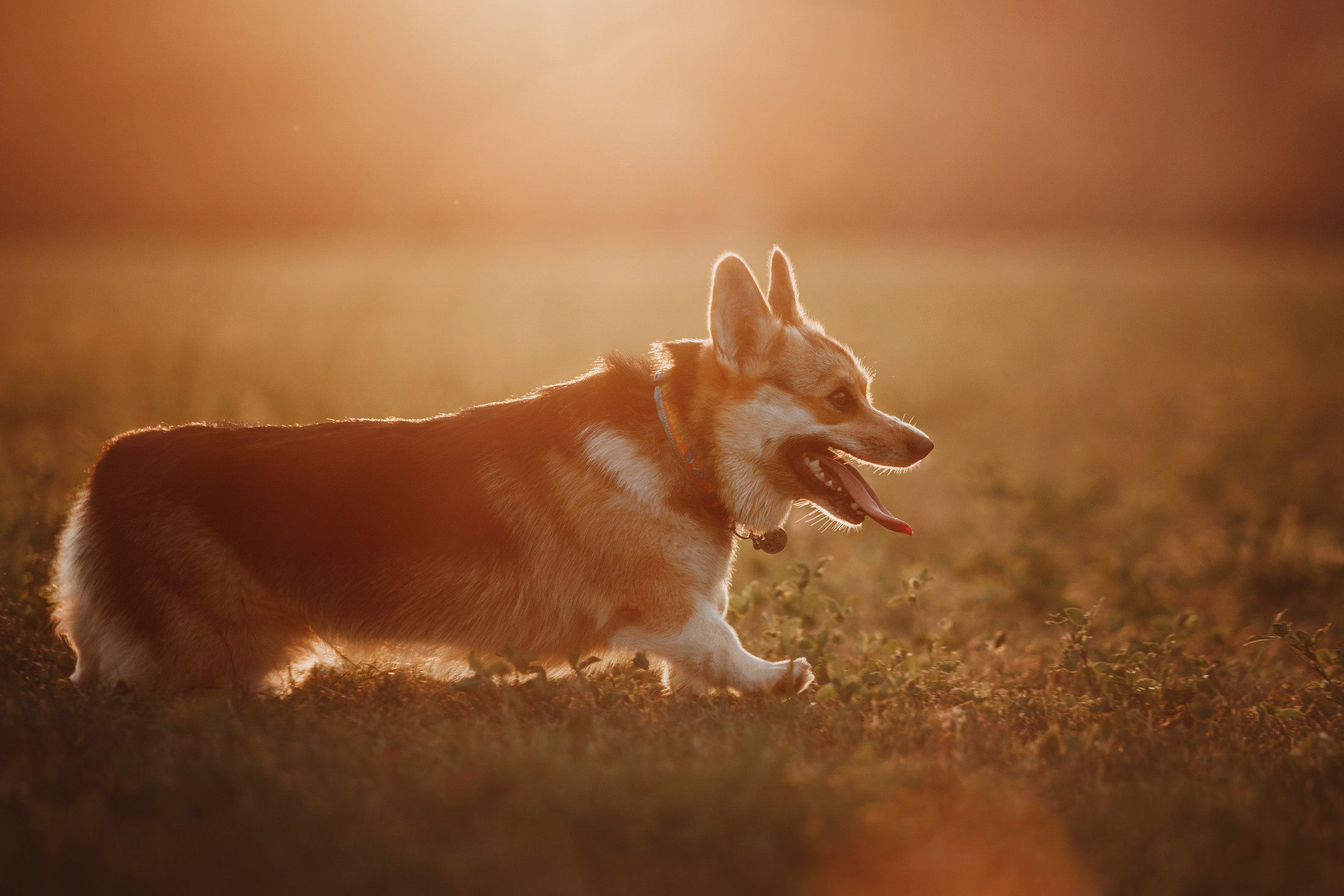 Вилена и Джуна. Фотограф-анималист Елена Радченко, Москва