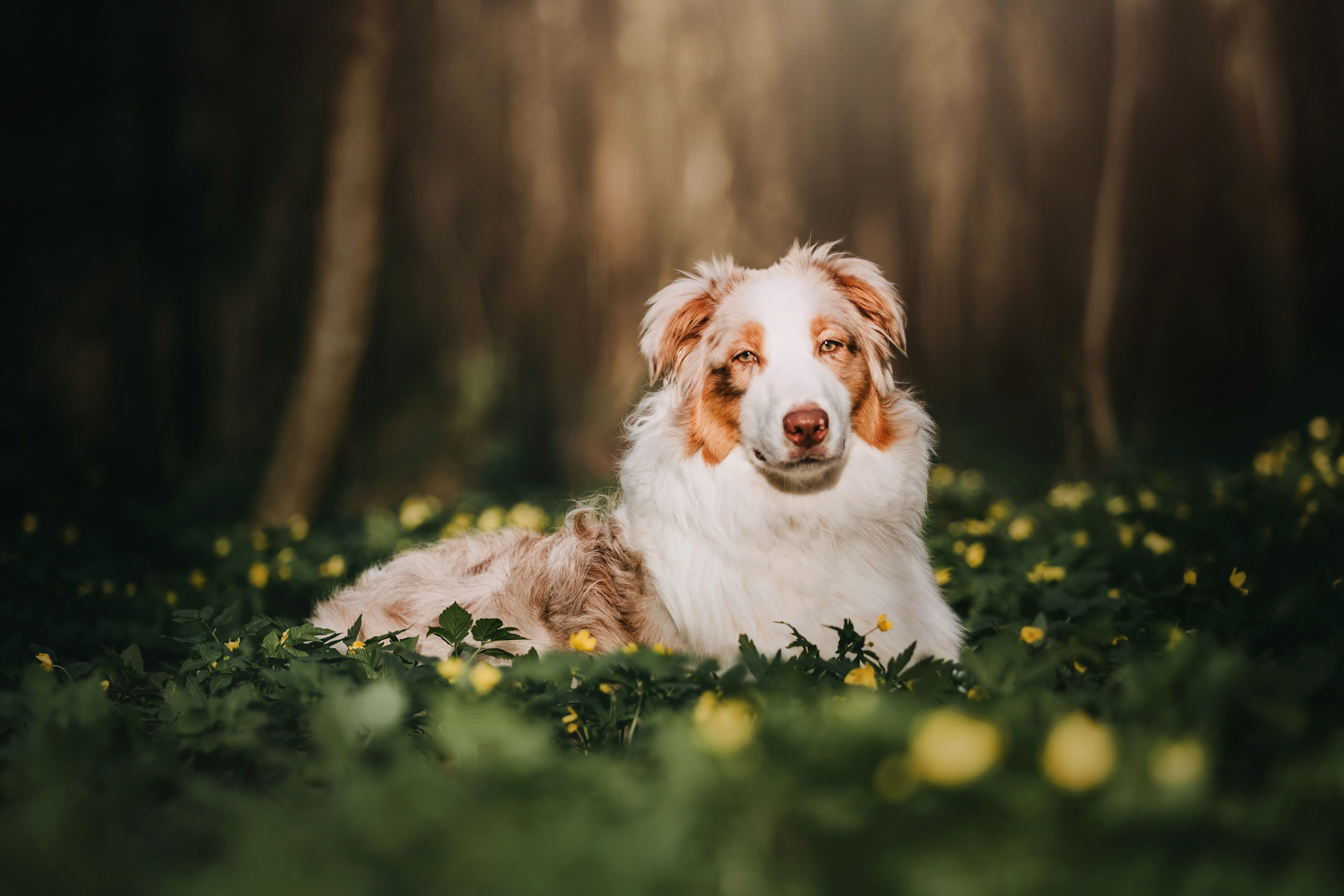 Джинни. Фотограф-анималист Елена Радченко, Москва