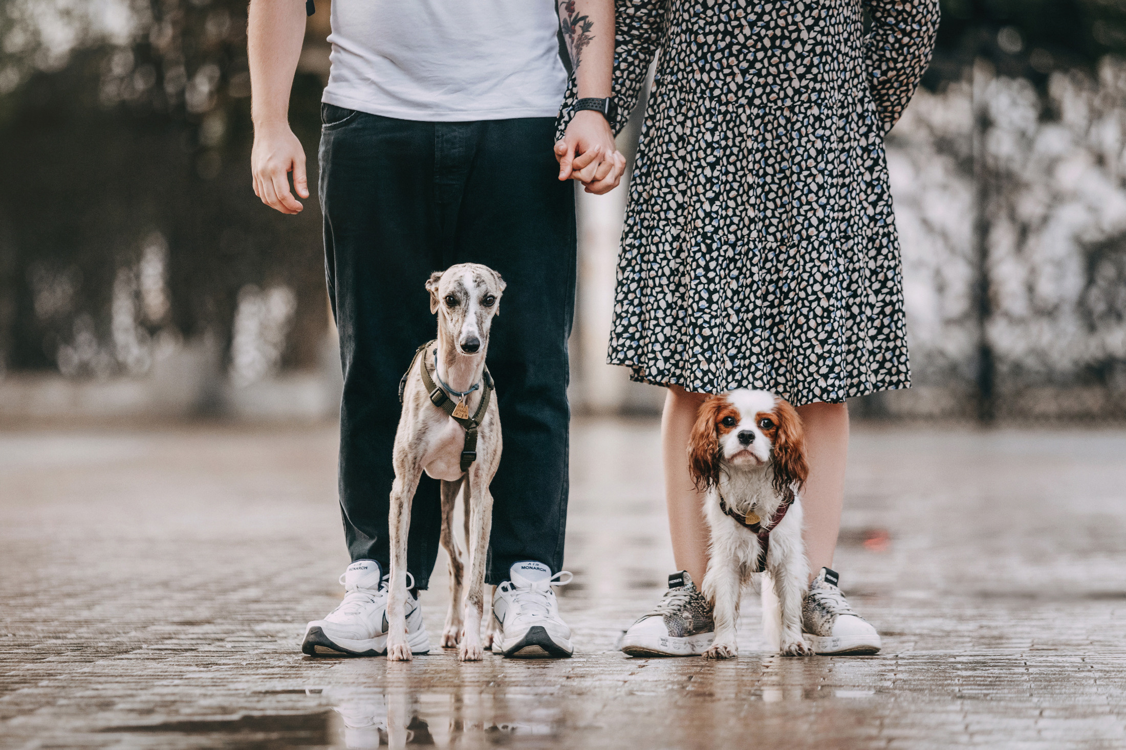 Фотограф-анималист Елена Радченко, Москва