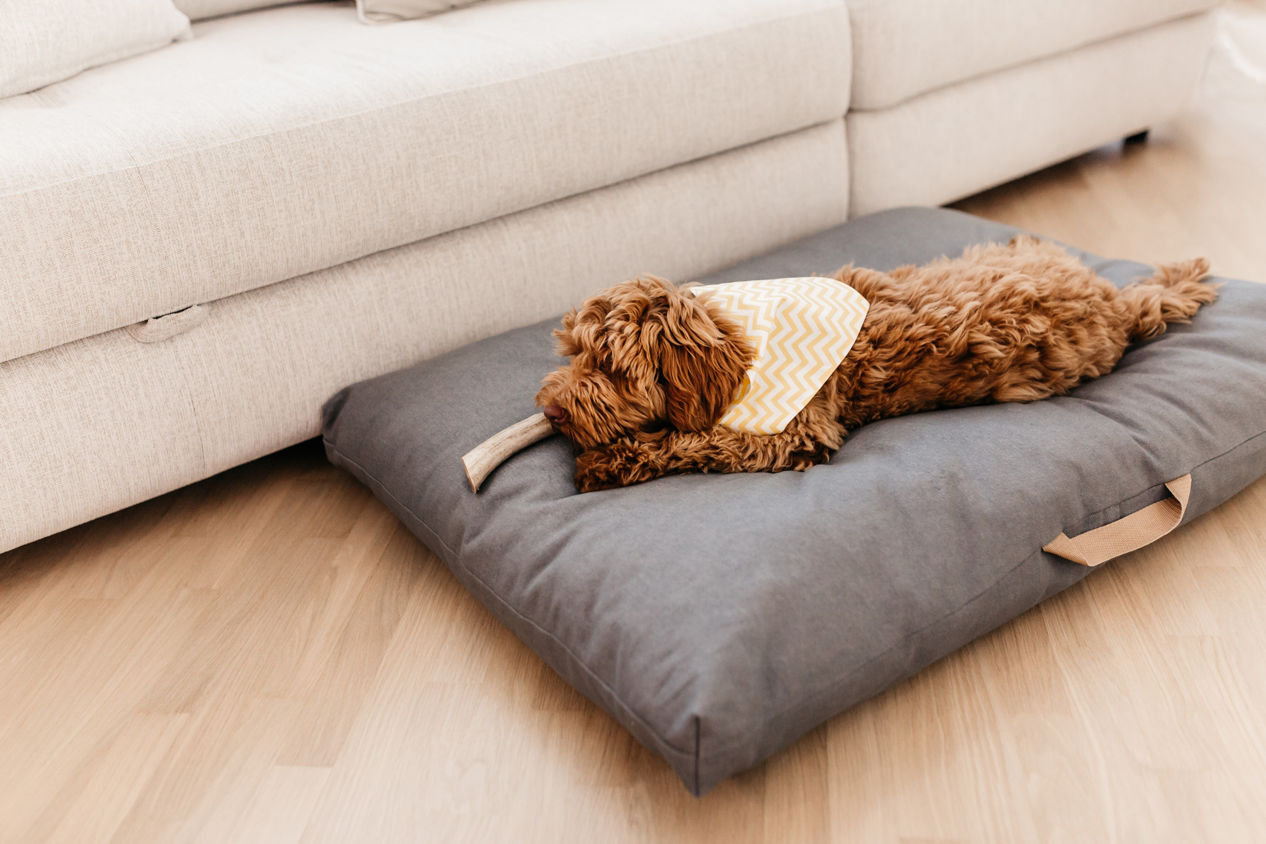 Магазин Bumbaboo. Фотограф-анималист Елена Радченко, Москва