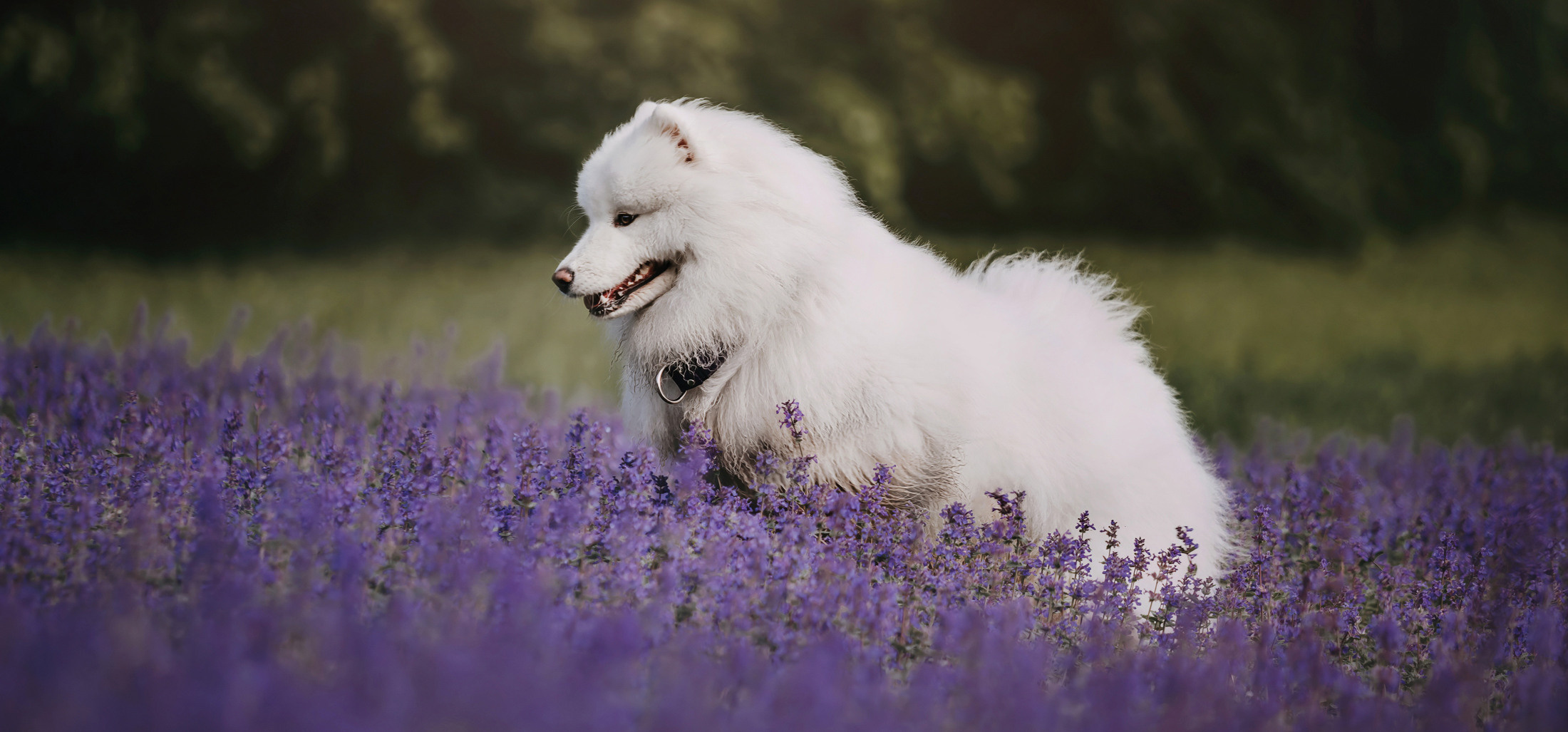 Фотограф-анималист Елена Радченко, Москва