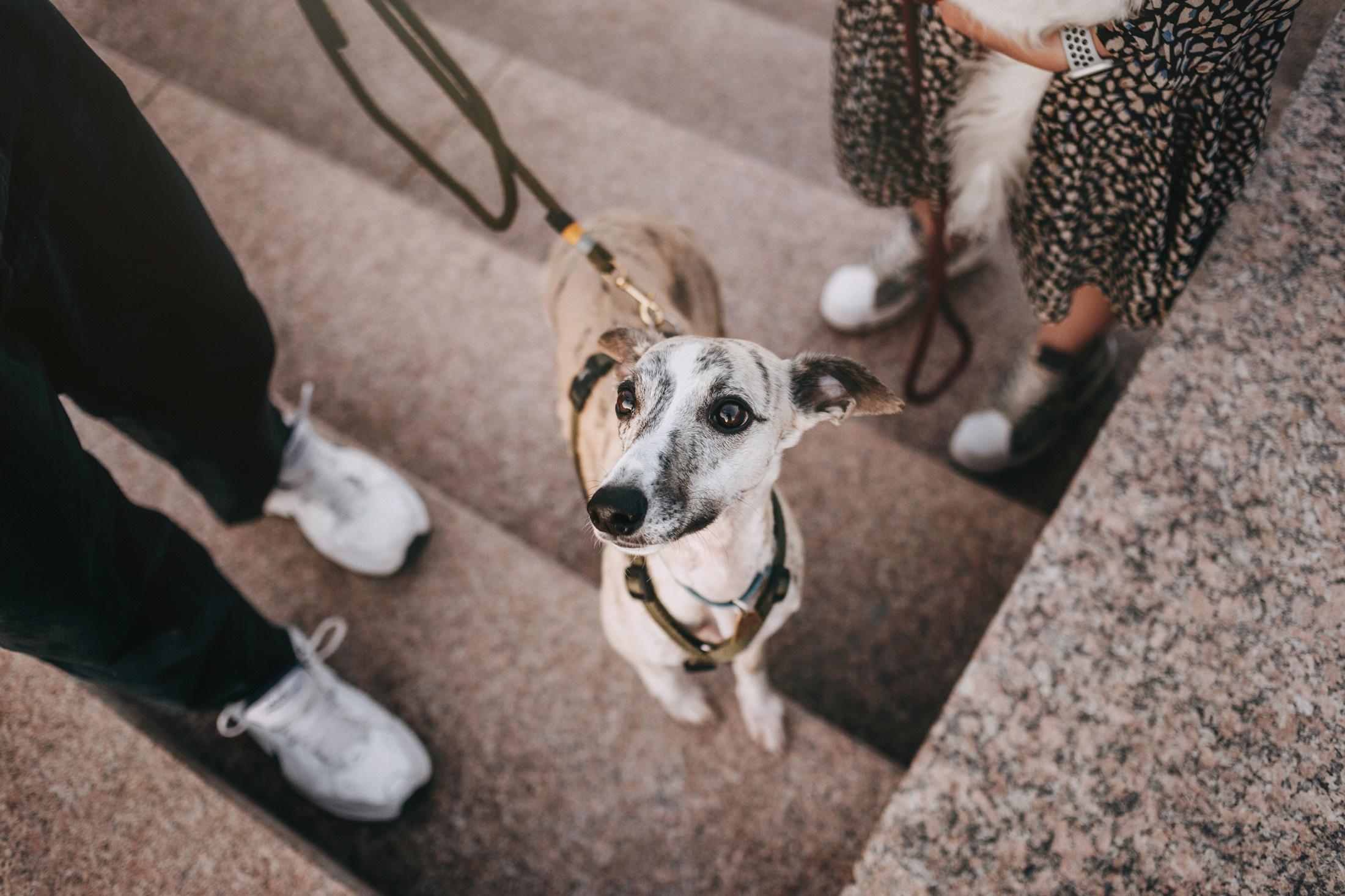 Никита, Катя, Стэн и Марвел. Фотограф-анималист Елена Радченко, Москва