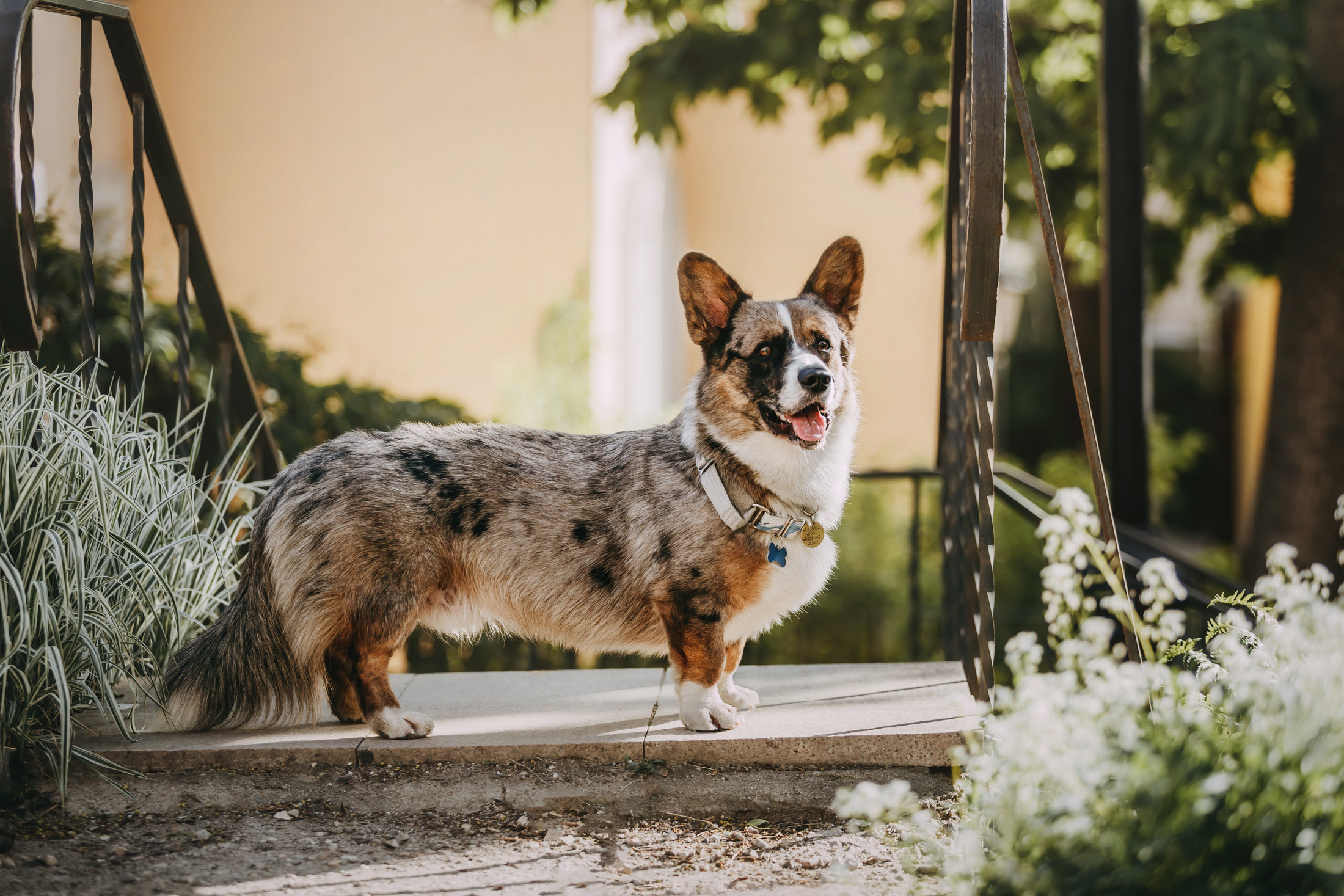 Оля и Кубик. Фотограф-анималист Елена Радченко, Москва