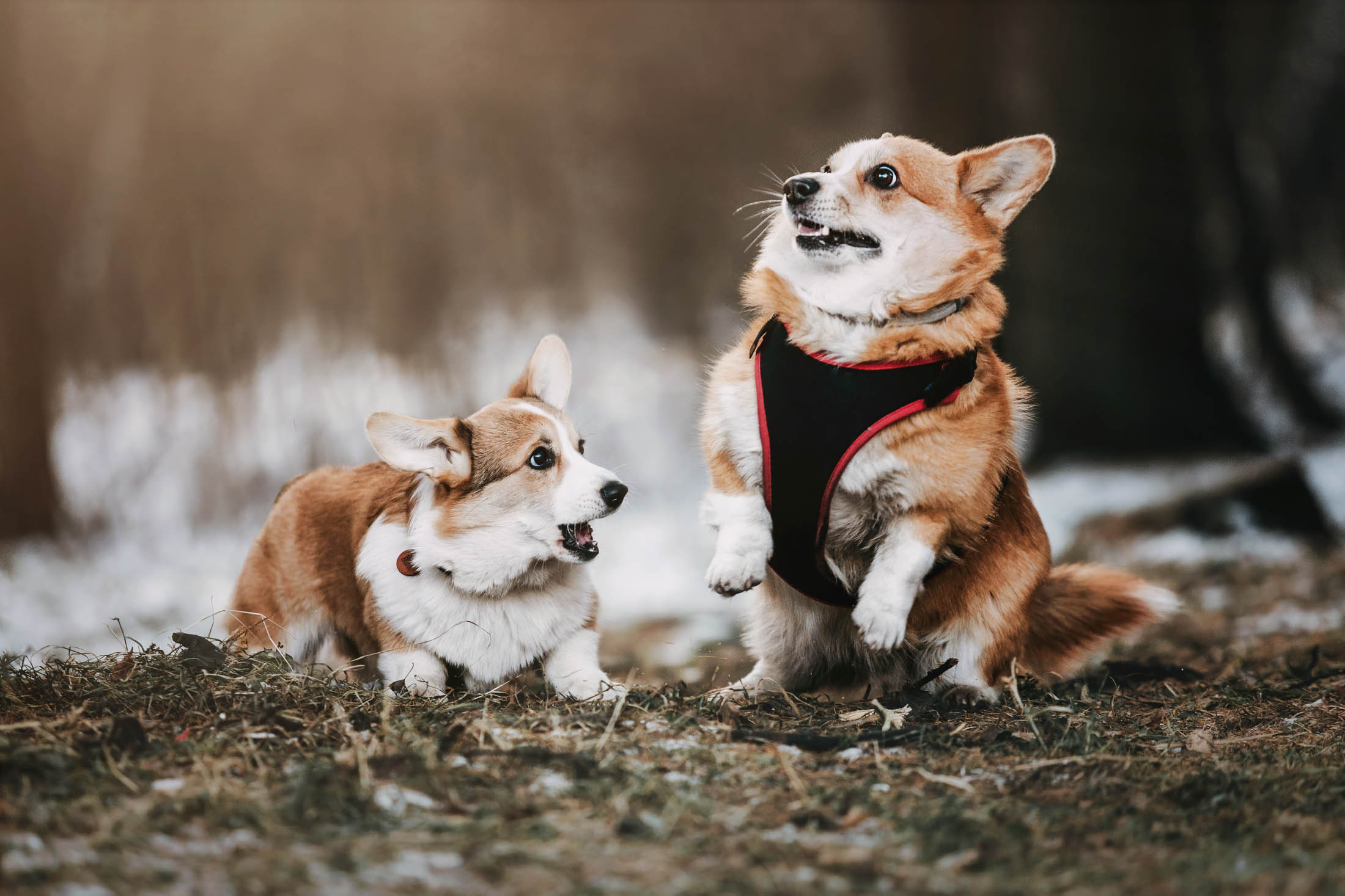 Вилланель. Фотограф-анималист Елена Радченко, Москва