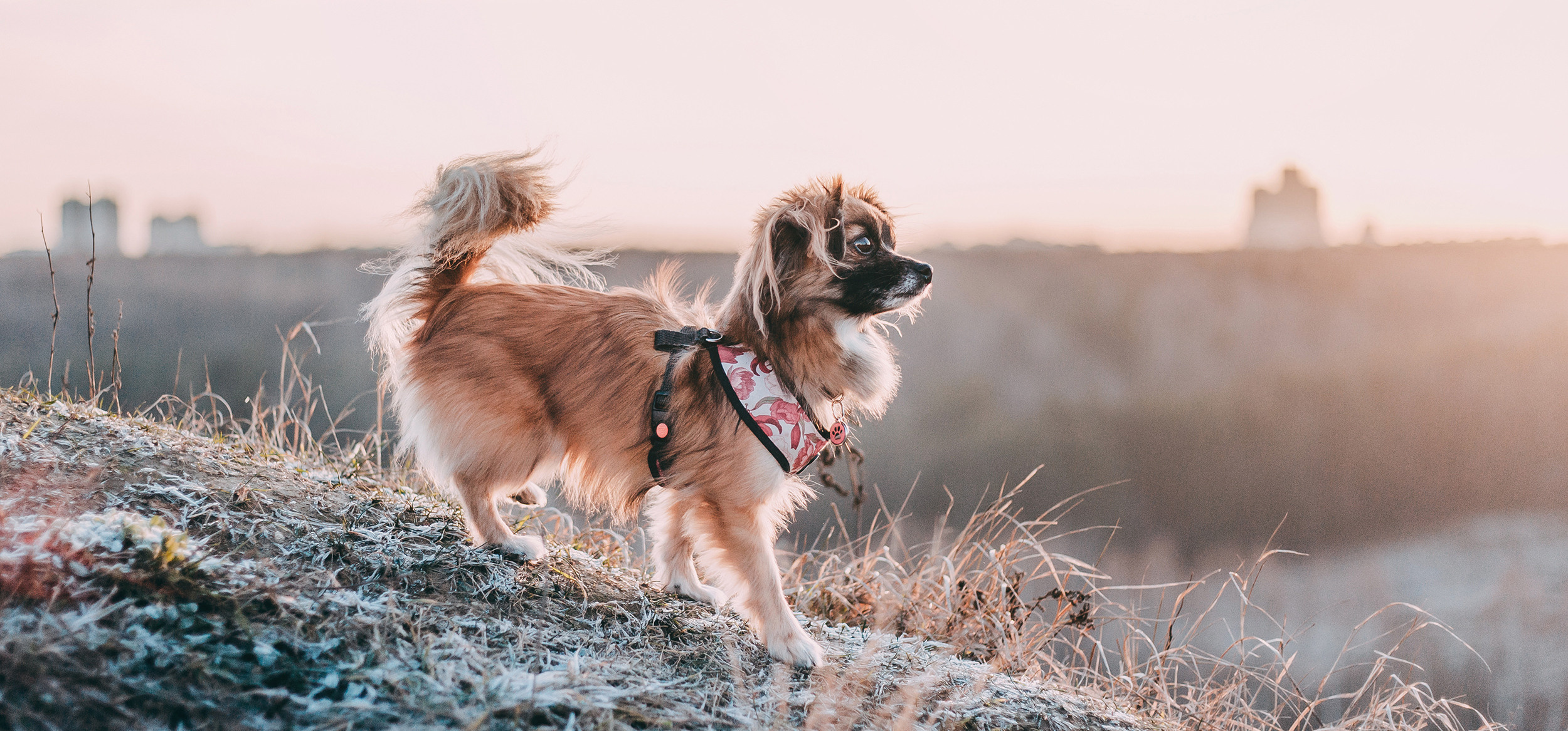 Фотограф-анималист Елена Радченко, Москва