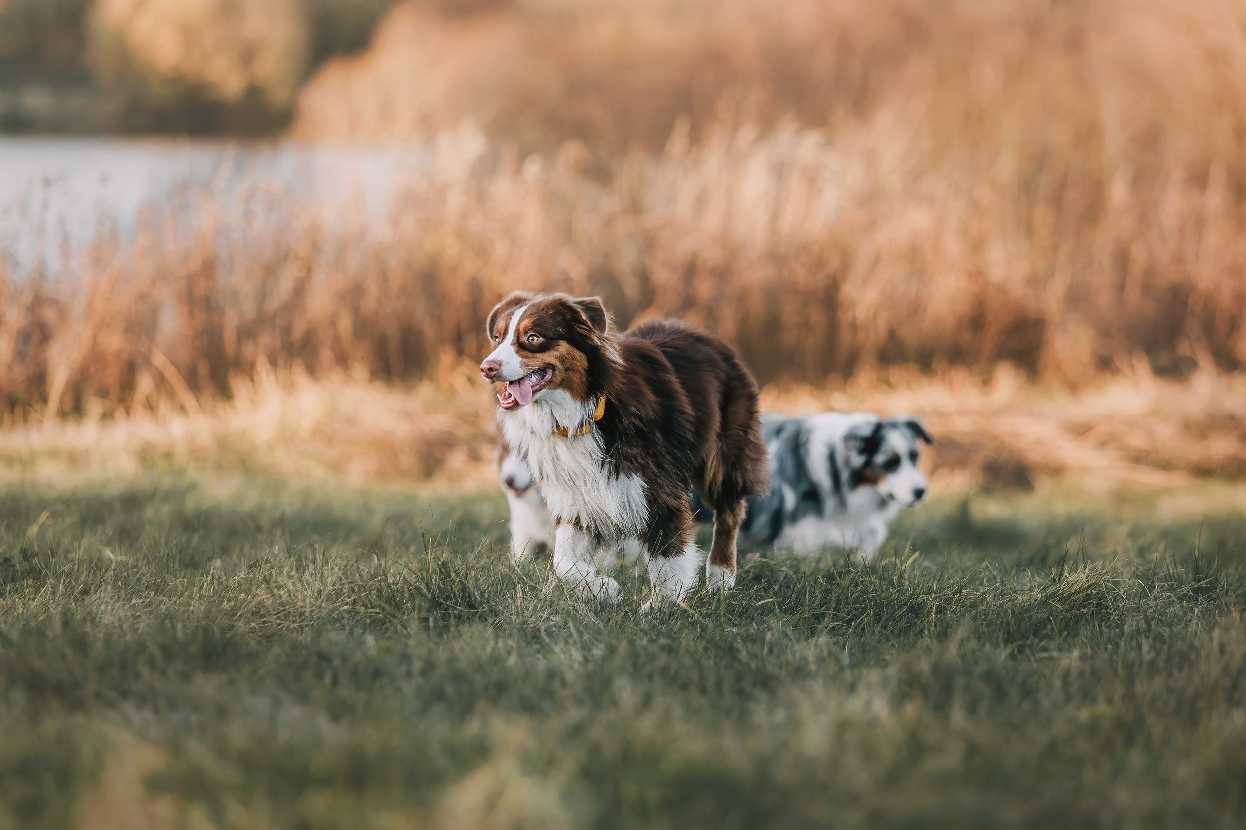 Аусси встреча. Фотограф-анималист Елена Радченко, Москва