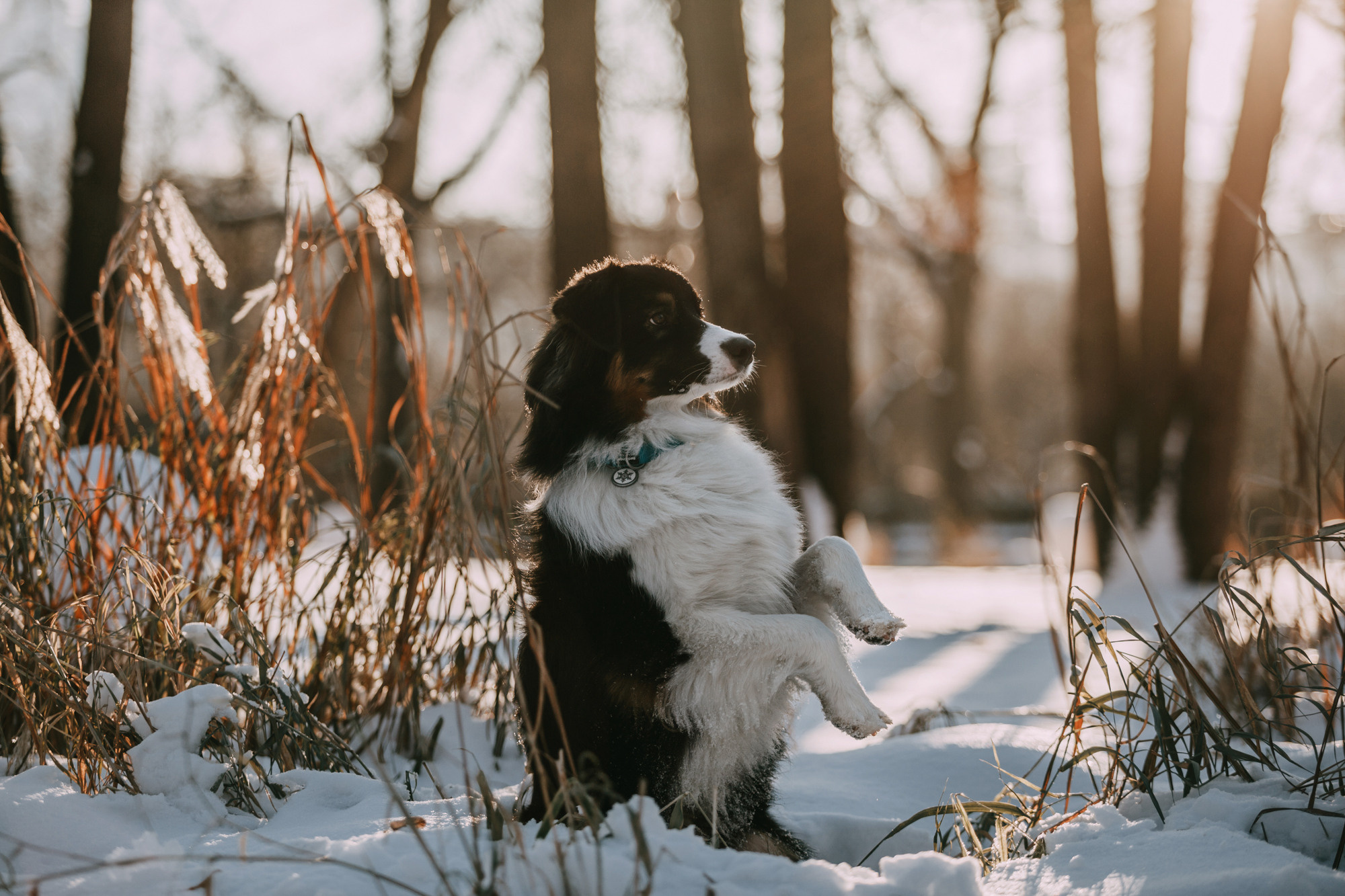Анна и Чарли. Фотограф-анималист Елена Радченко, Москва