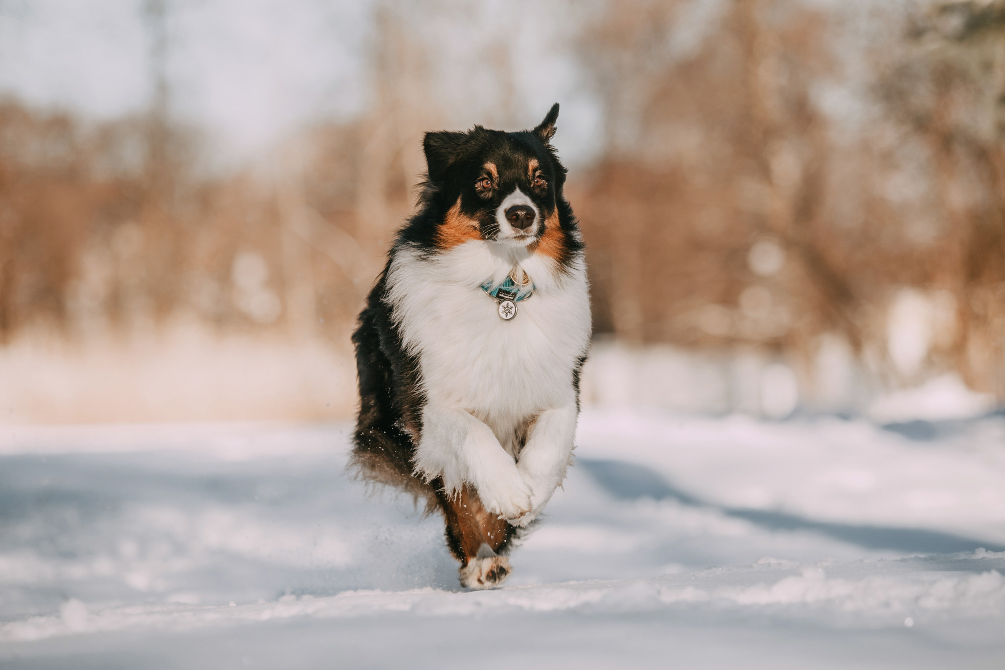 Анна и Чарли. Фотограф-анималист Елена Радченко, Москва