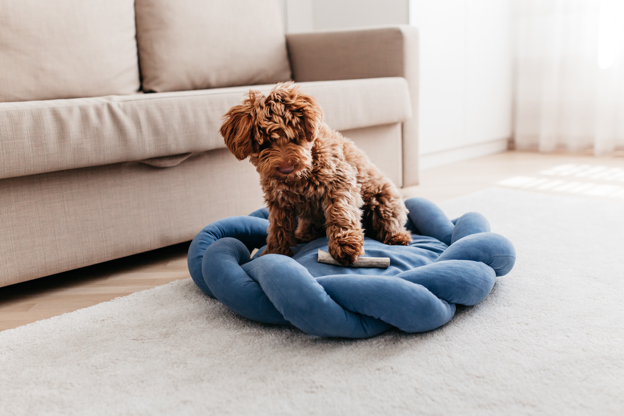 Магазин Bumbaboo. Фотограф-анималист Елена Радченко, Москва