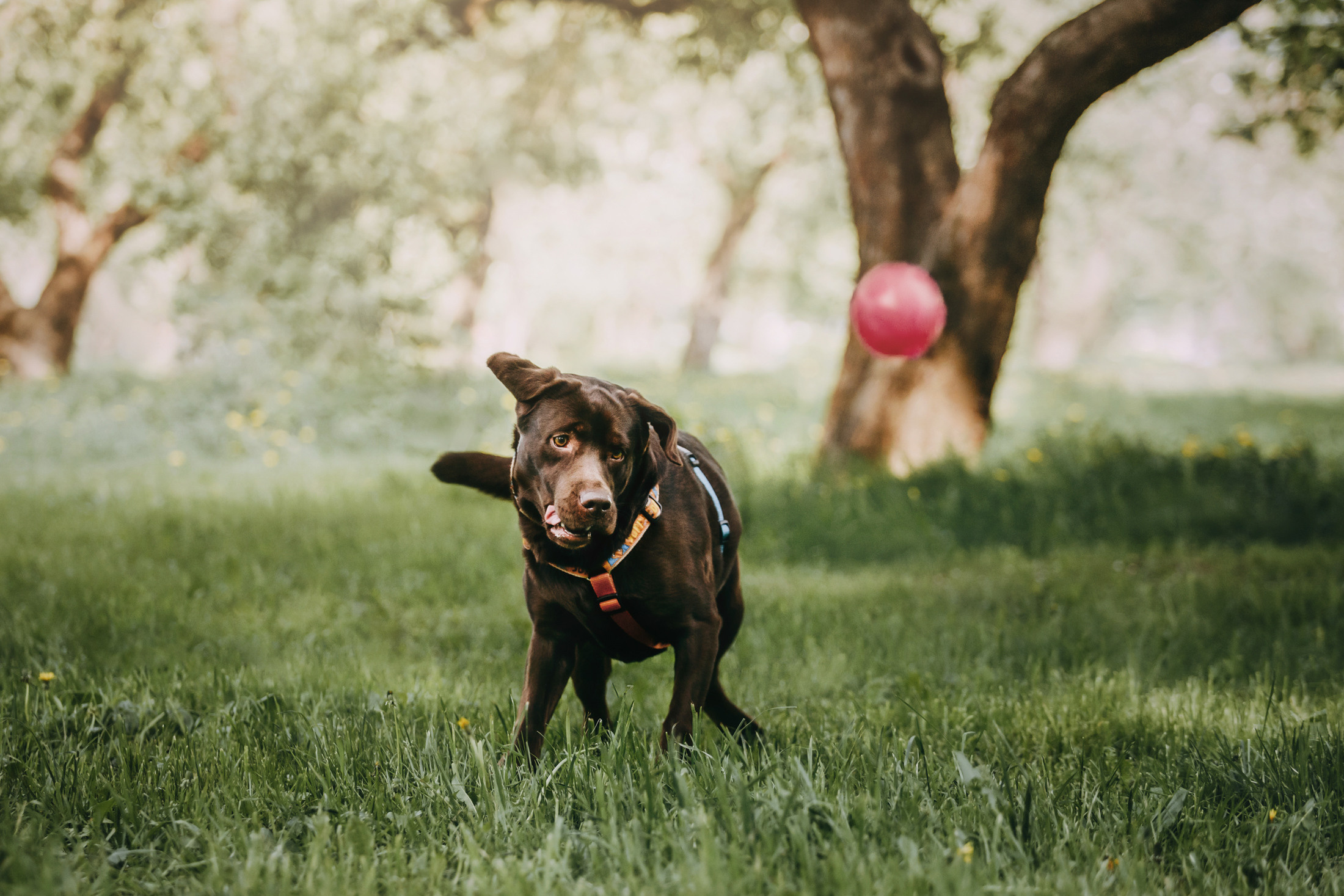 Настя и Вальда. Фотограф-анималист Елена Радченко, Москва