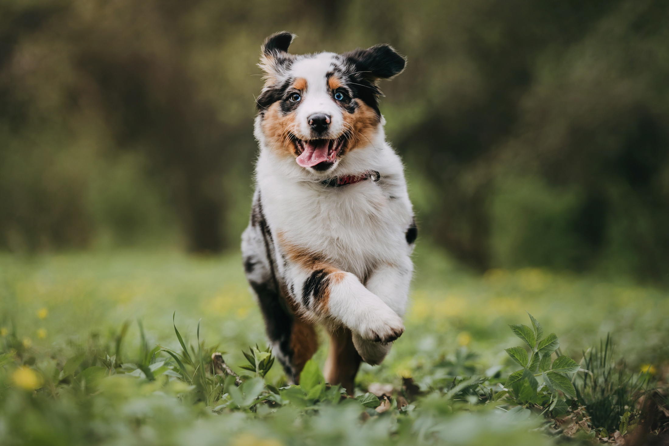 Цири. Фотограф-анималист Елена Радченко, Москва