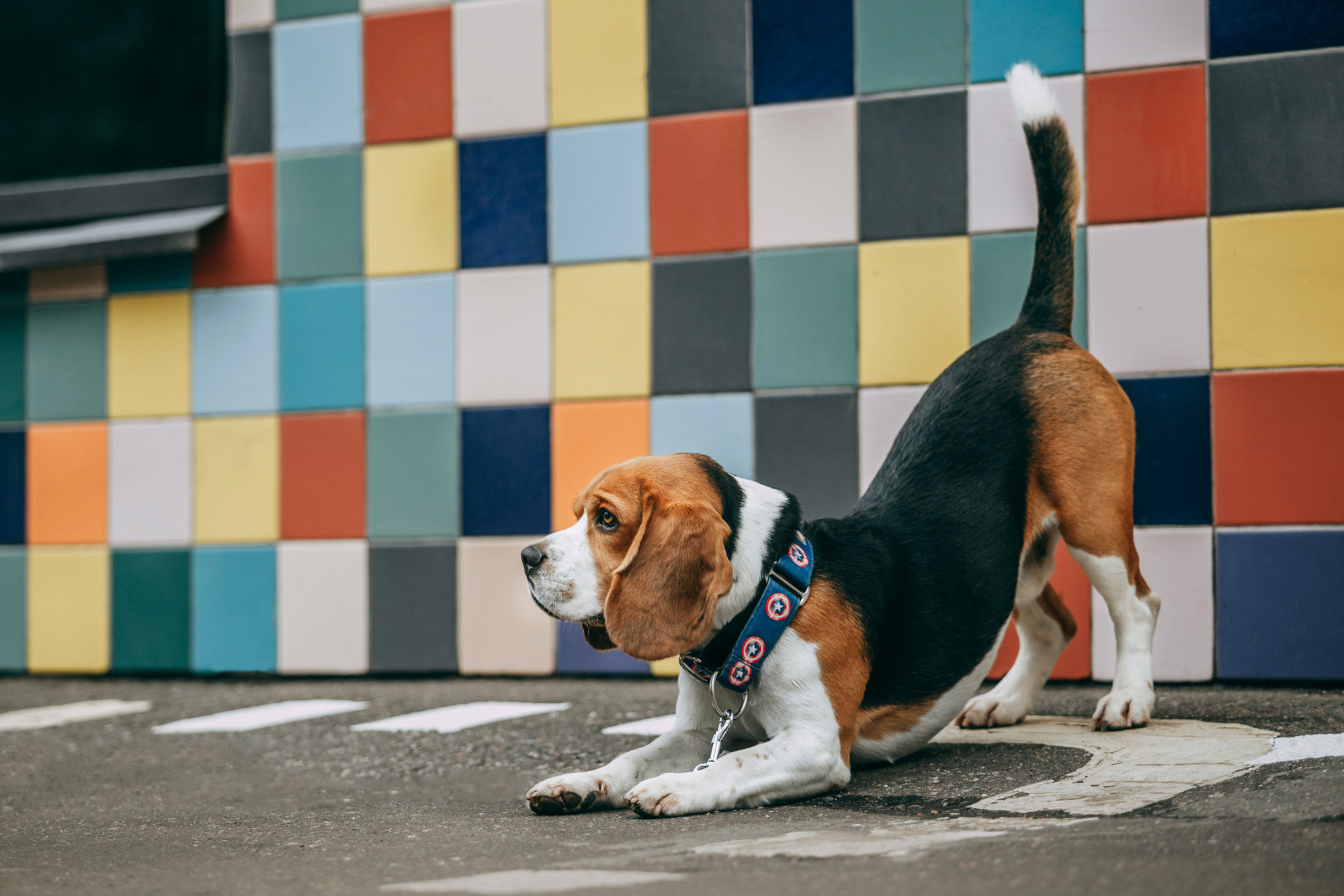 Марина и Дэй. Фотограф-анималист Елена Радченко, Москва