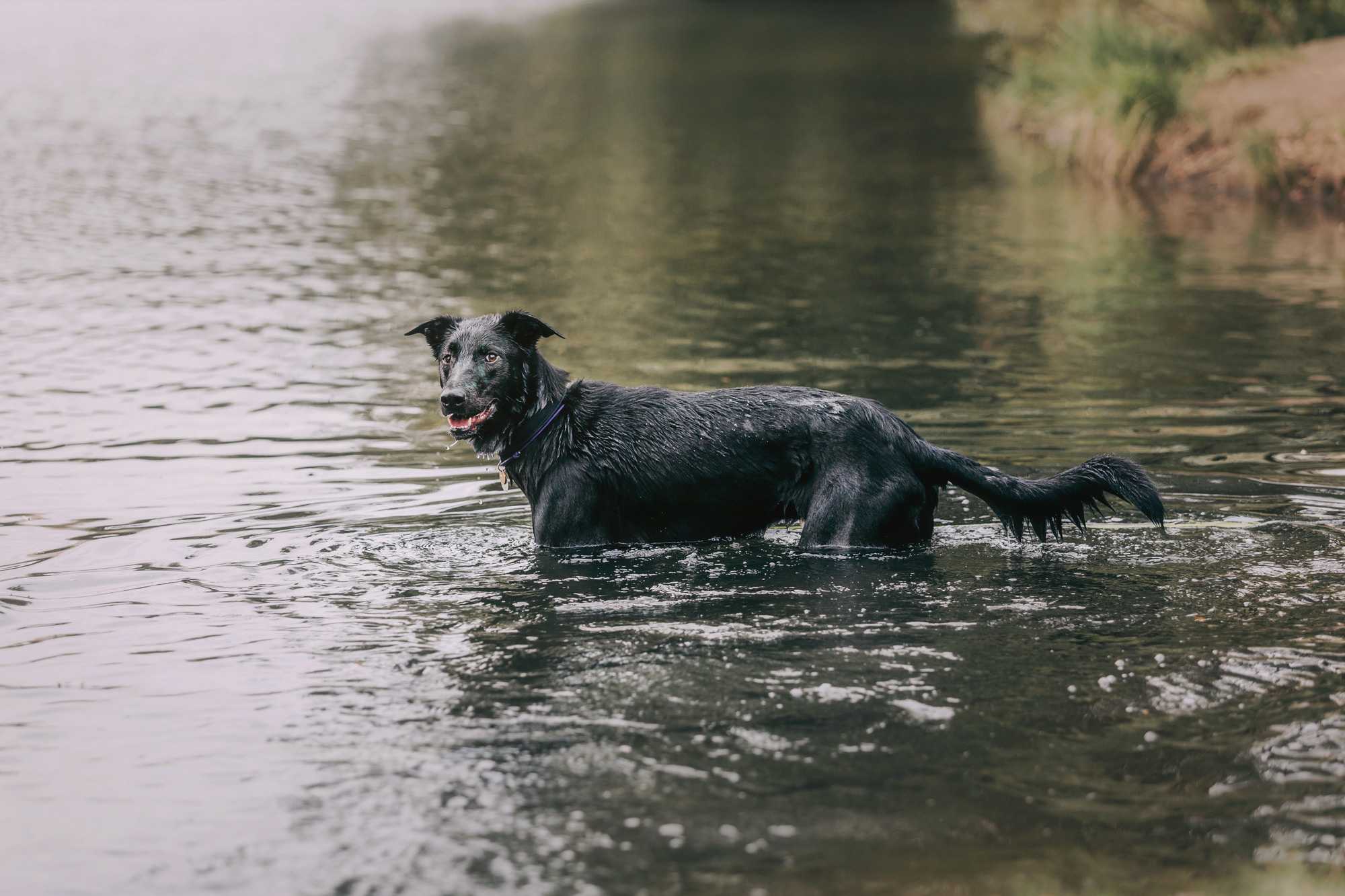Чили. Фотограф-анималист Елена Радченко, Москва