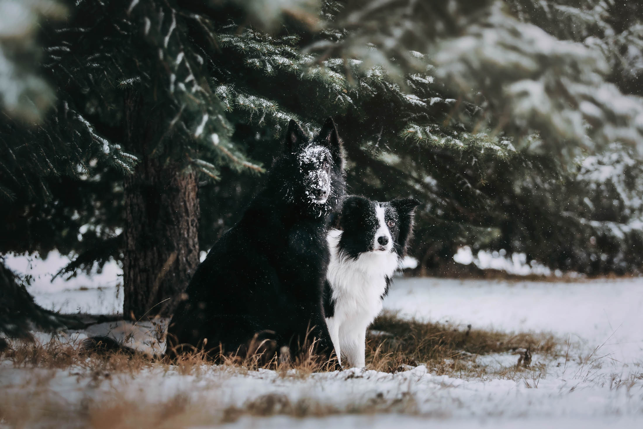 Мерлин и Адидас. Фотограф-анималист Елена Радченко, Москва