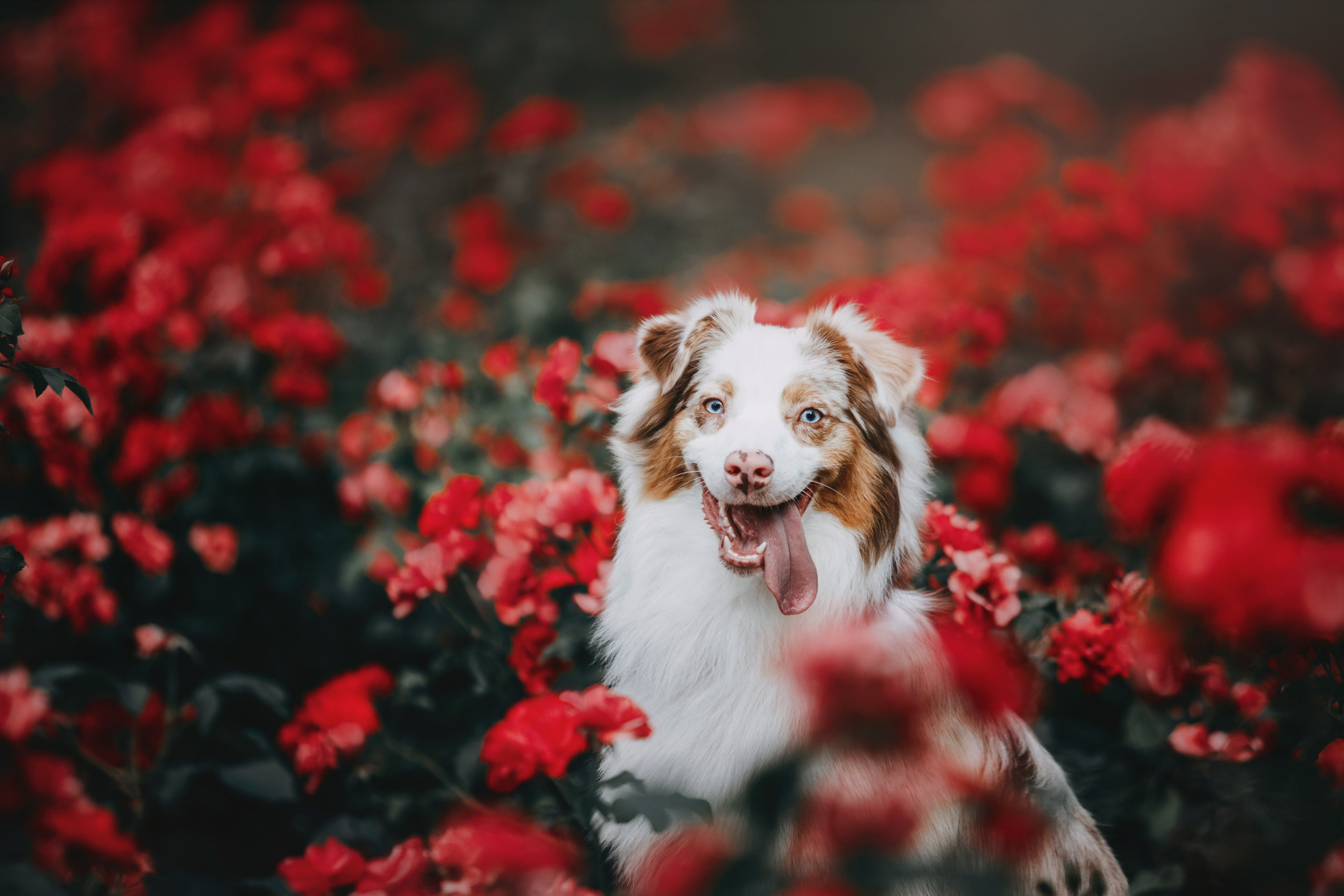 Наташа и Элфи. Фотограф-анималист Елена Радченко, Москва