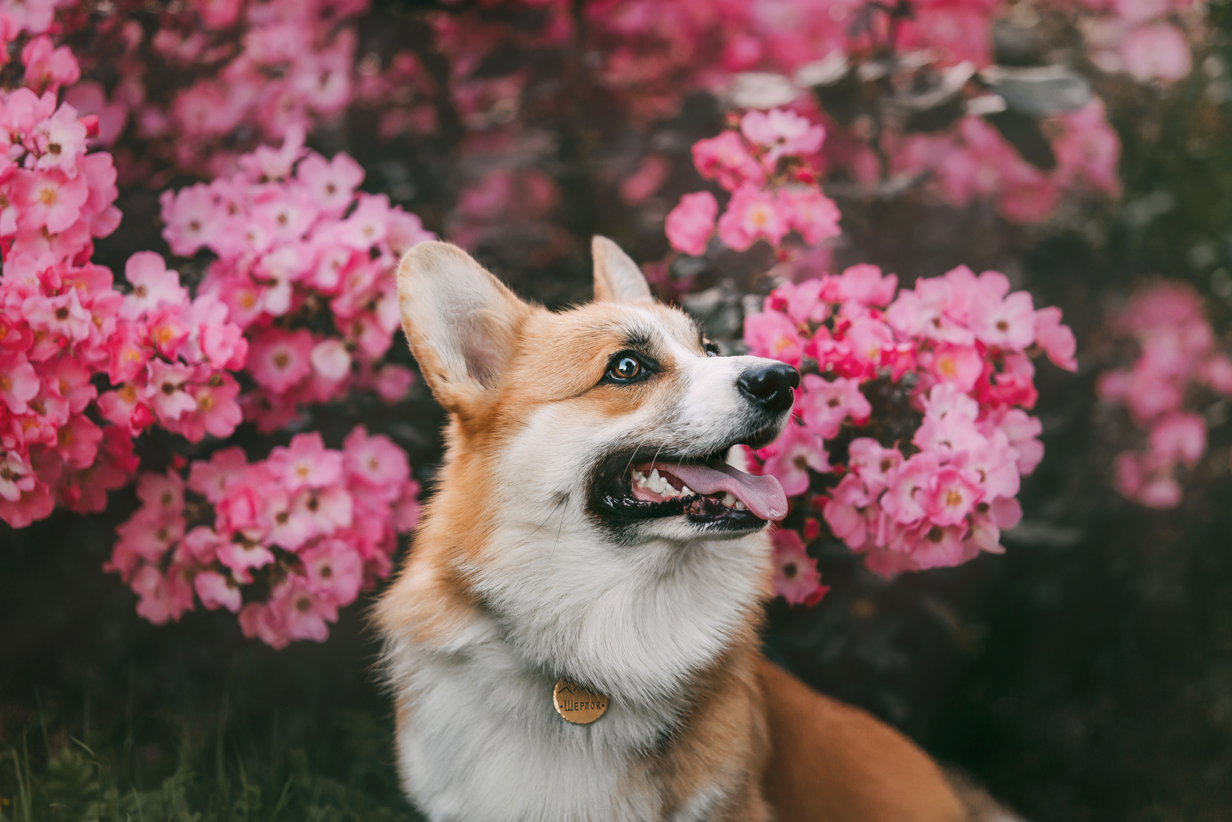 Даша и Шерлок. Фотограф-анималист Елена Радченко, Москва
