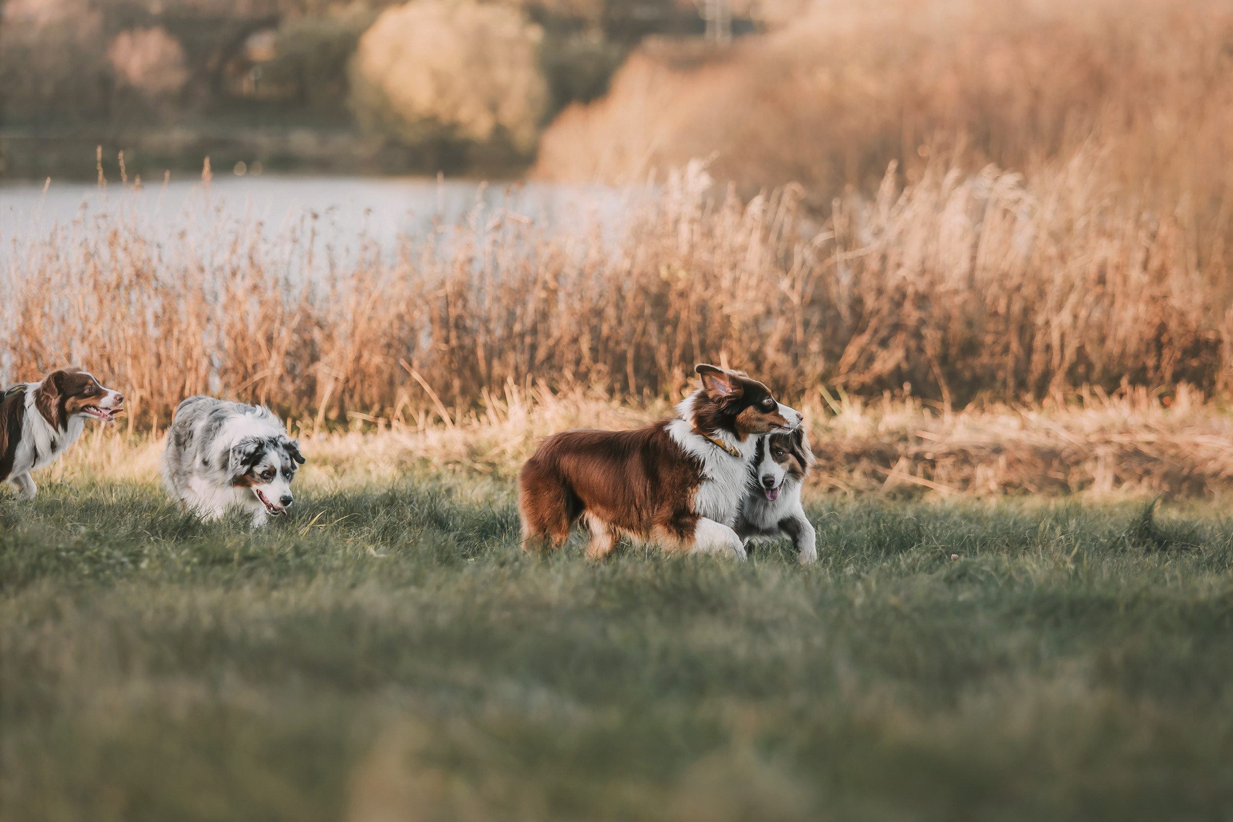 Аусси встреча. Фотограф-анималист Елена Радченко, Москва