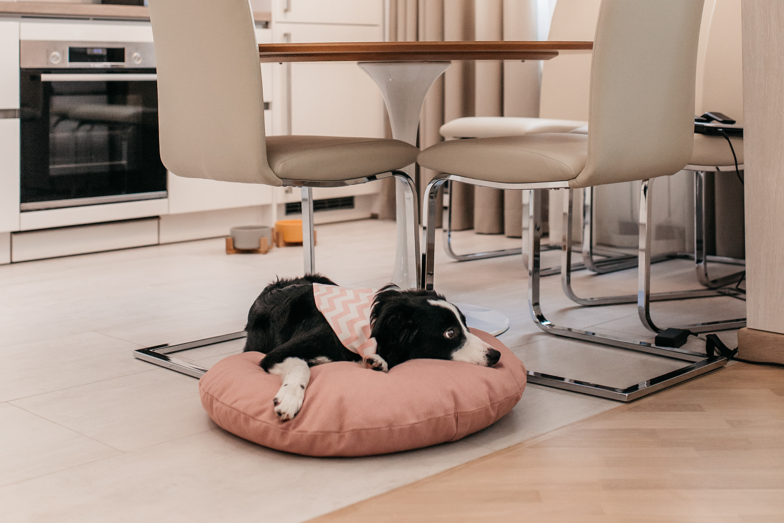 Магазин Bumbaboo. Фотограф-анималист Елена Радченко, Москва