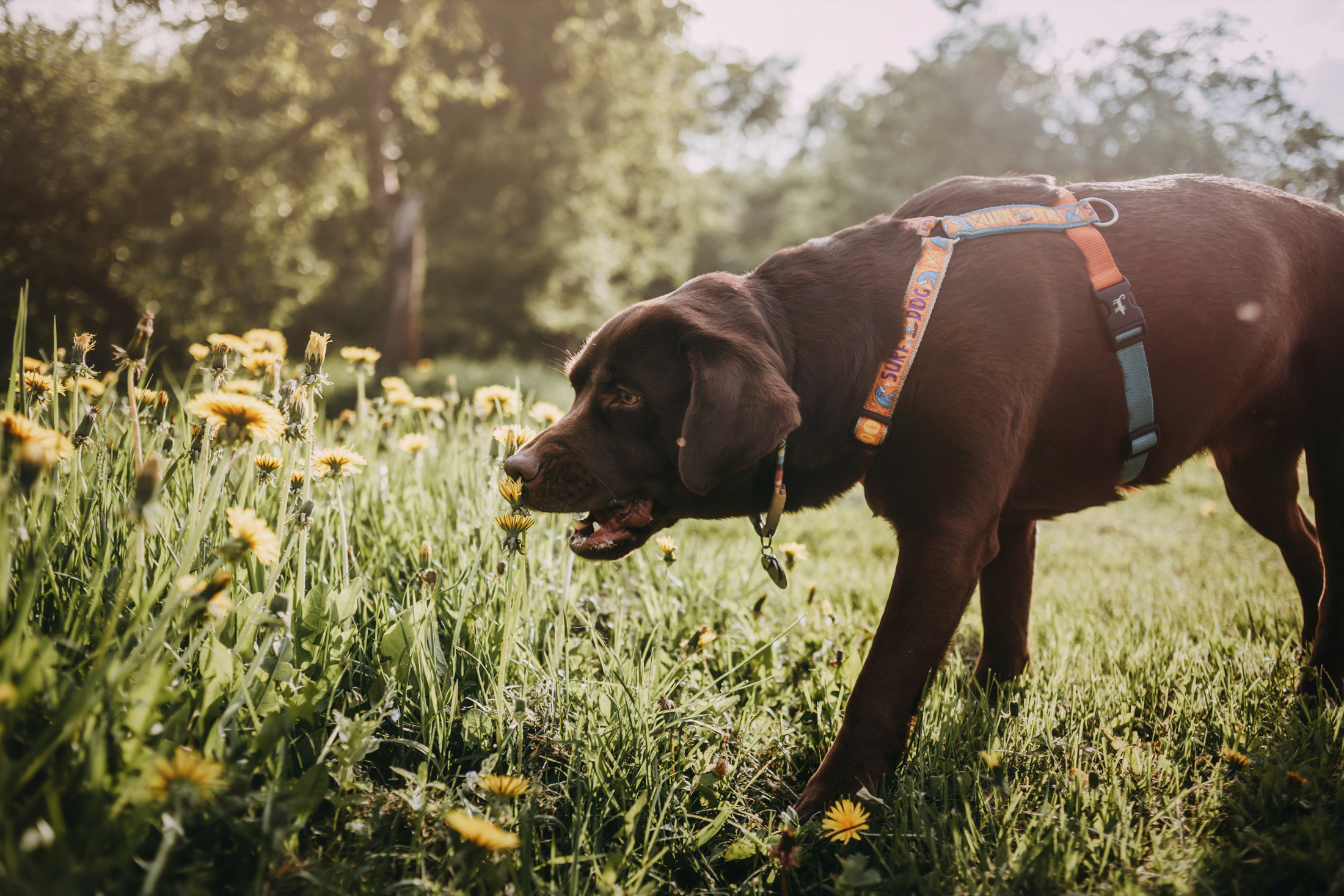 Настя и Вальда. Фотограф-анималист Елена Радченко, Москва