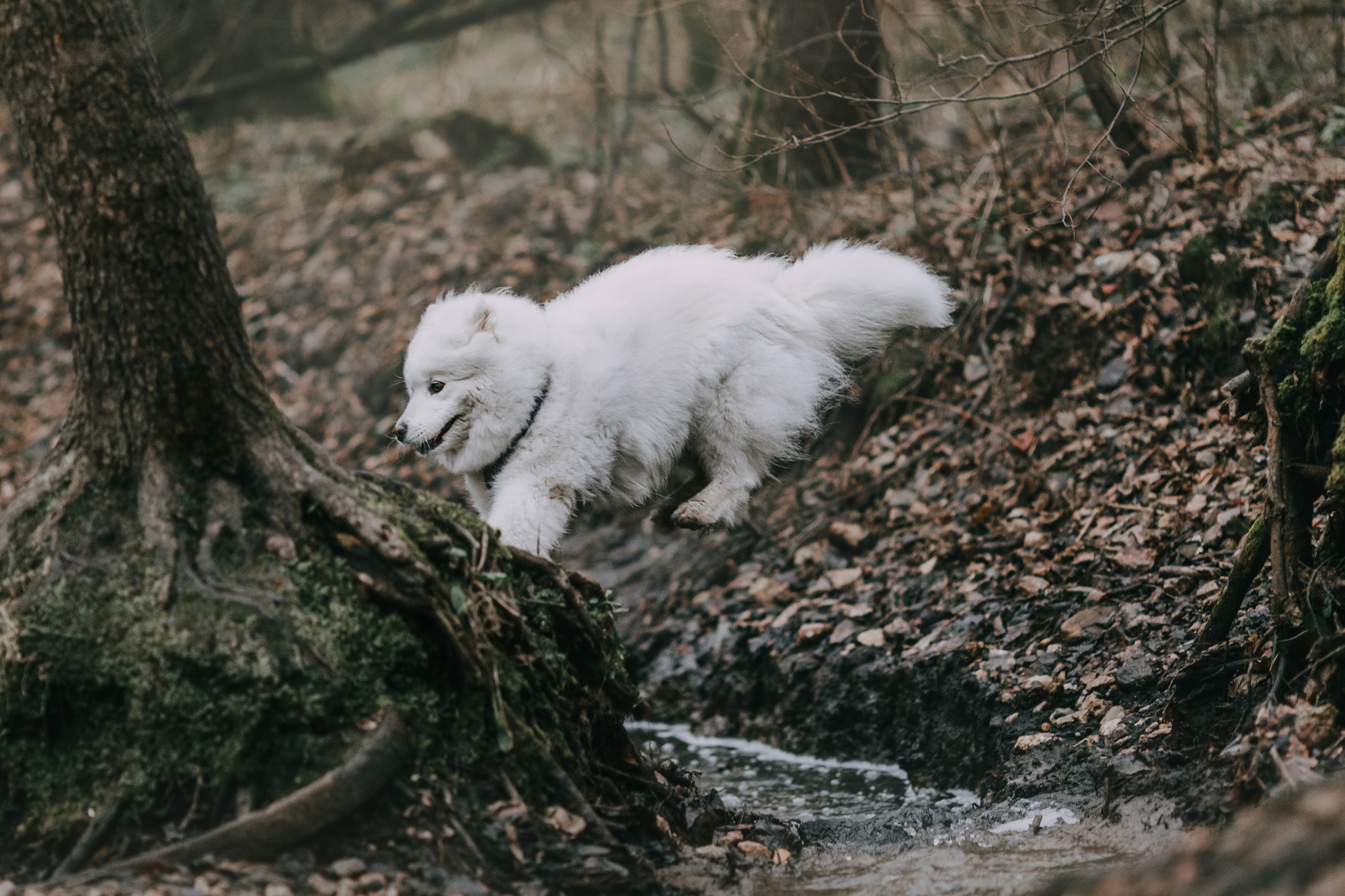 Маша и Уна. Фотограф-анималист Елена Радченко, Москва