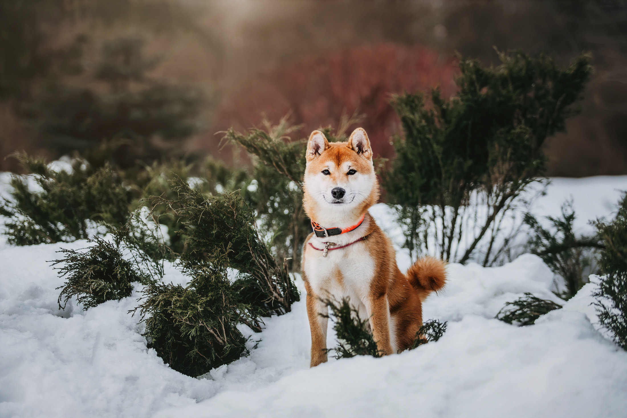 Юдай. Фотограф-анималист Елена Радченко, Москва