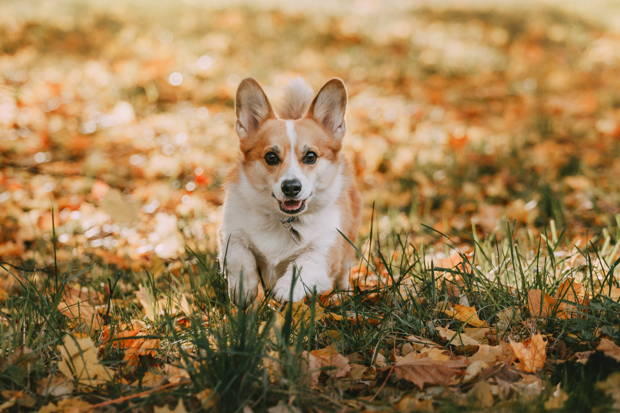 Настя и Пумба. Фотограф-анималист Елена Радченко, Москва