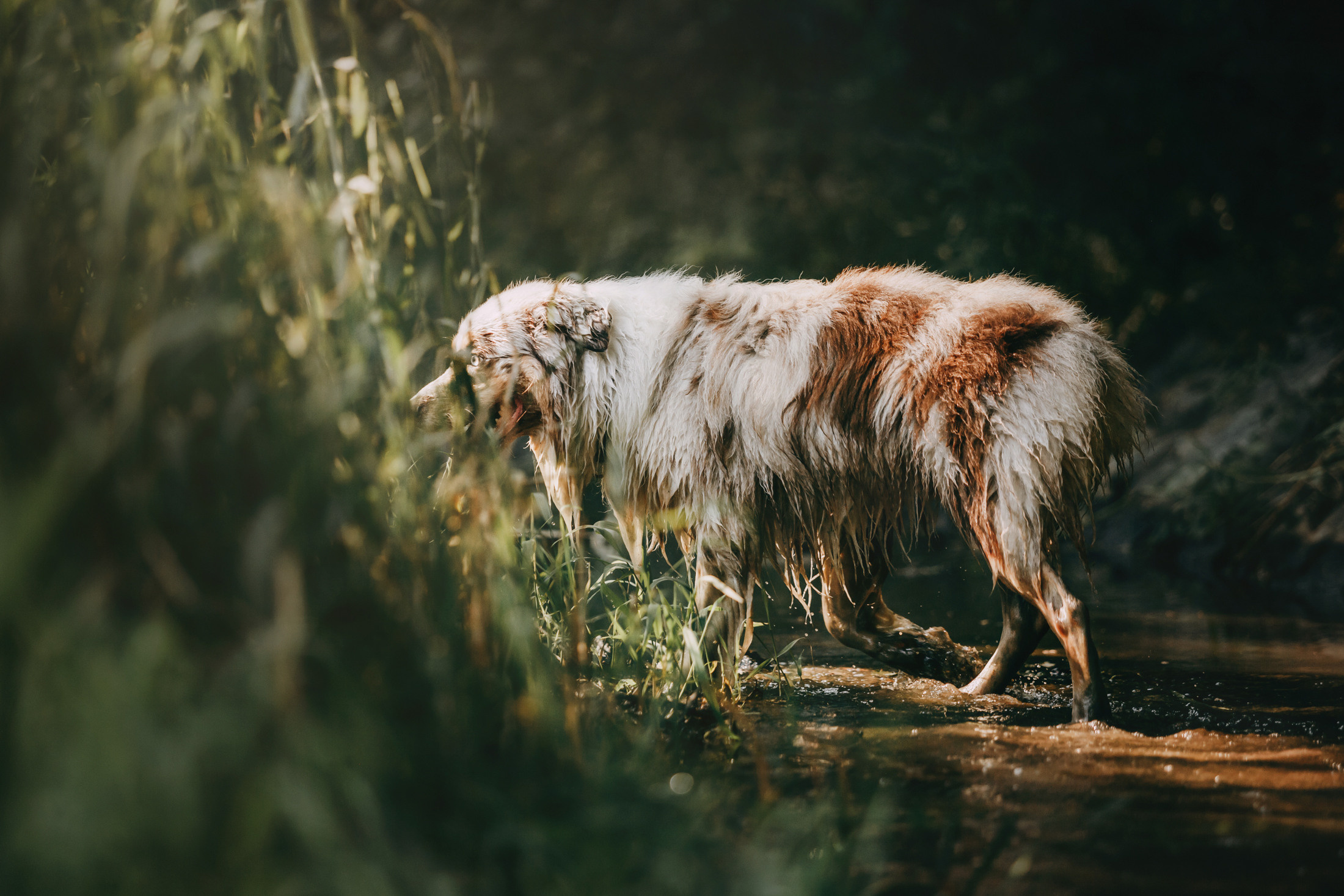 Хаул. Фотограф-анималист Елена Радченко, Москва