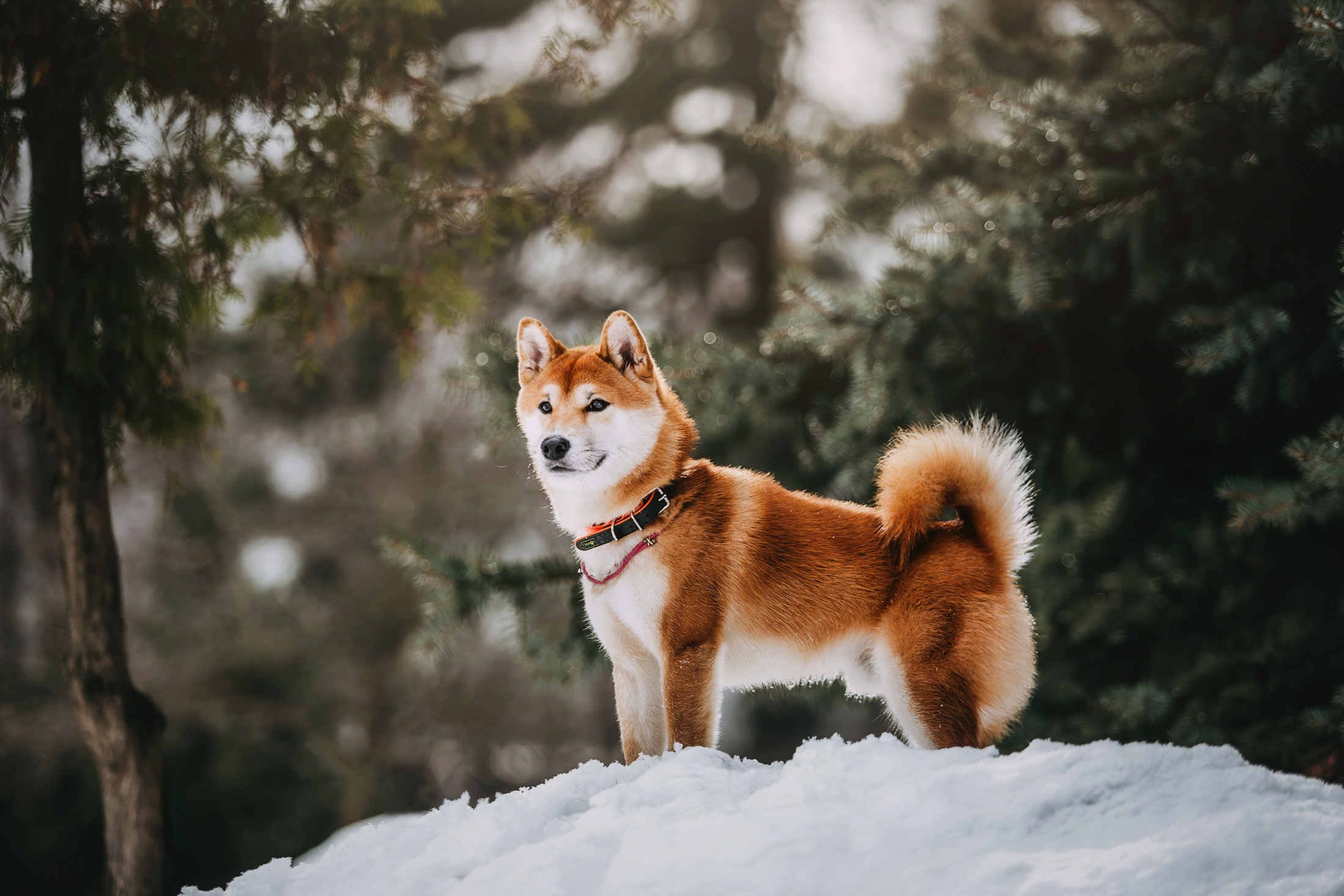 Юдай. Фотограф-анималист Елена Радченко, Москва
