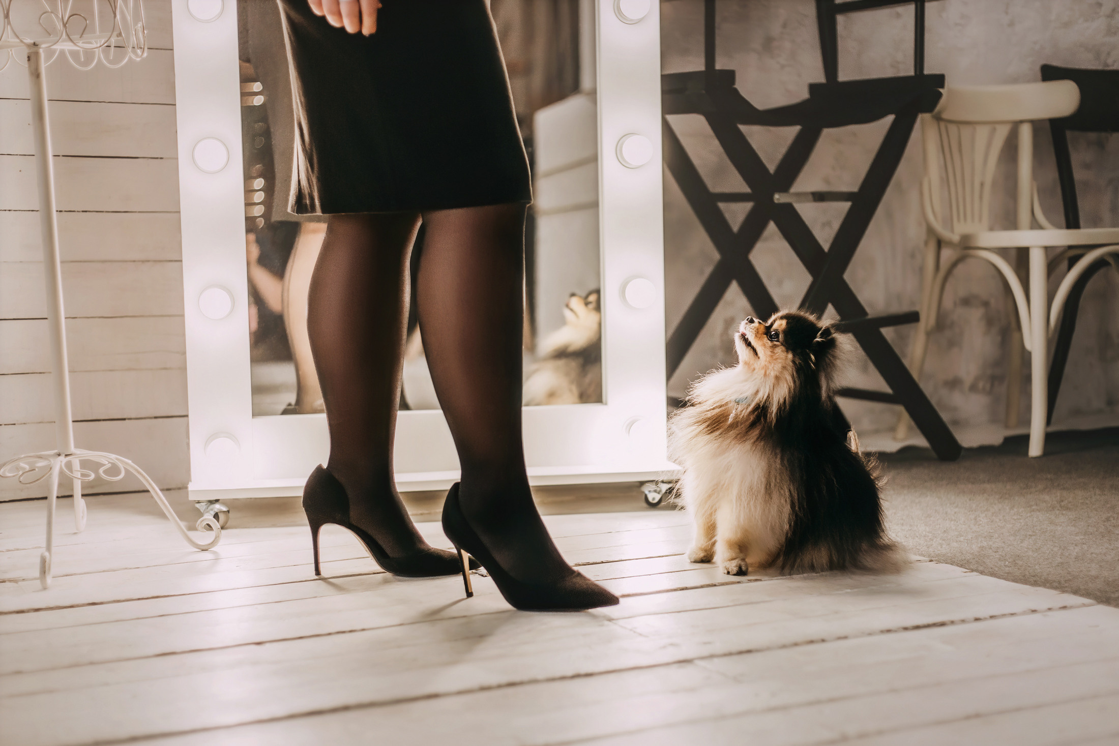 Шпицы. Фотограф-анималист Елена Радченко, Москва