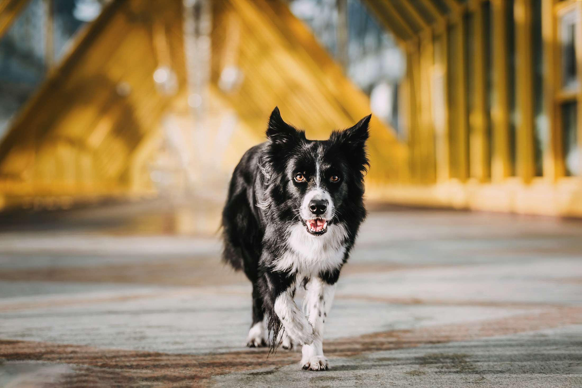 Юля и Маккензи. Фотограф-анималист Елена Радченко, Москва