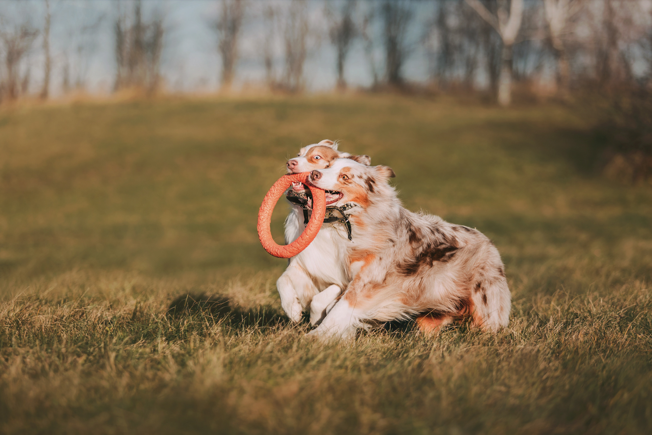 Аусси встреча. Фотограф-анималист Елена Радченко, Москва