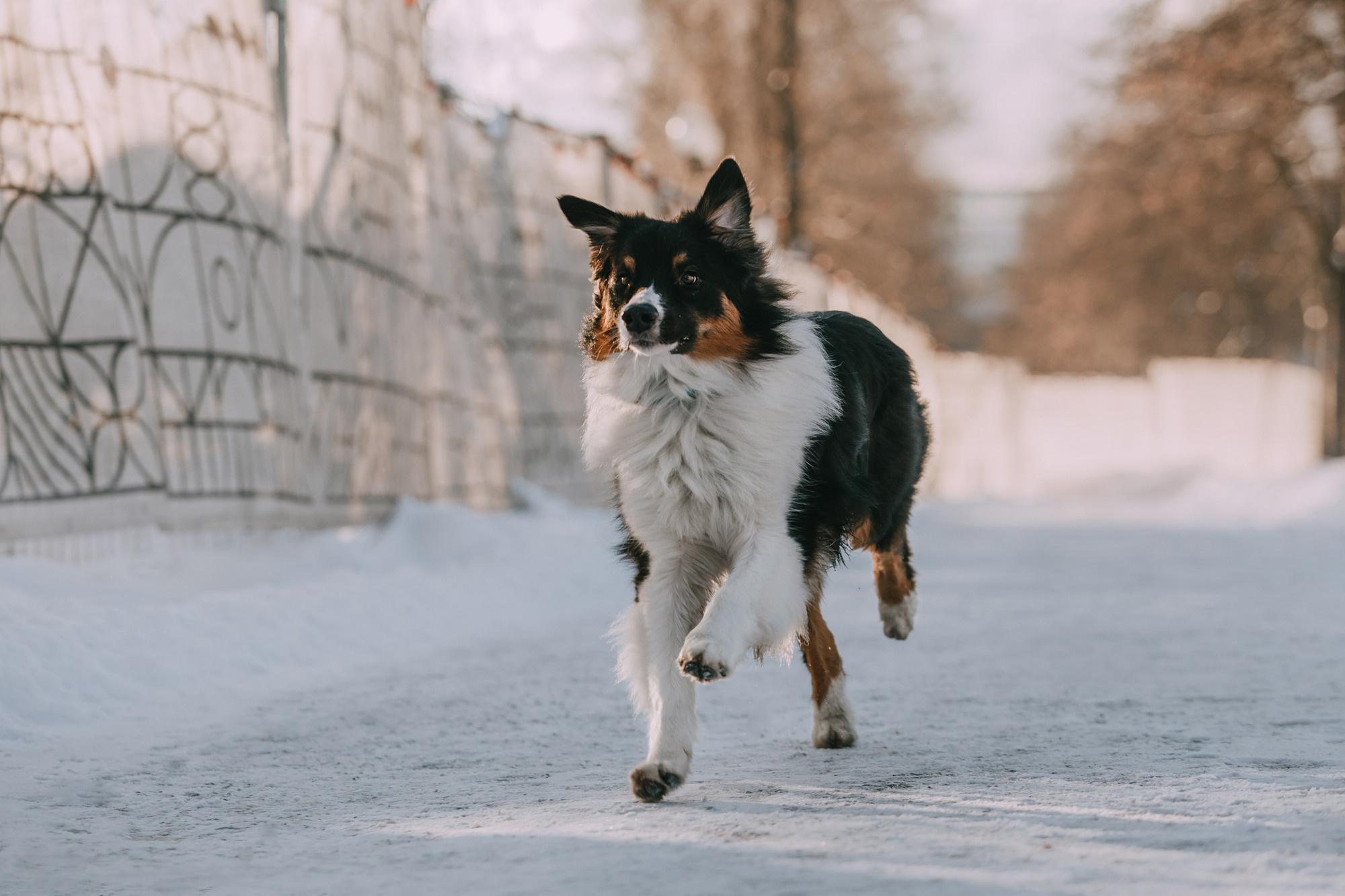 Анна и Чарли. Фотограф-анималист Елена Радченко, Москва